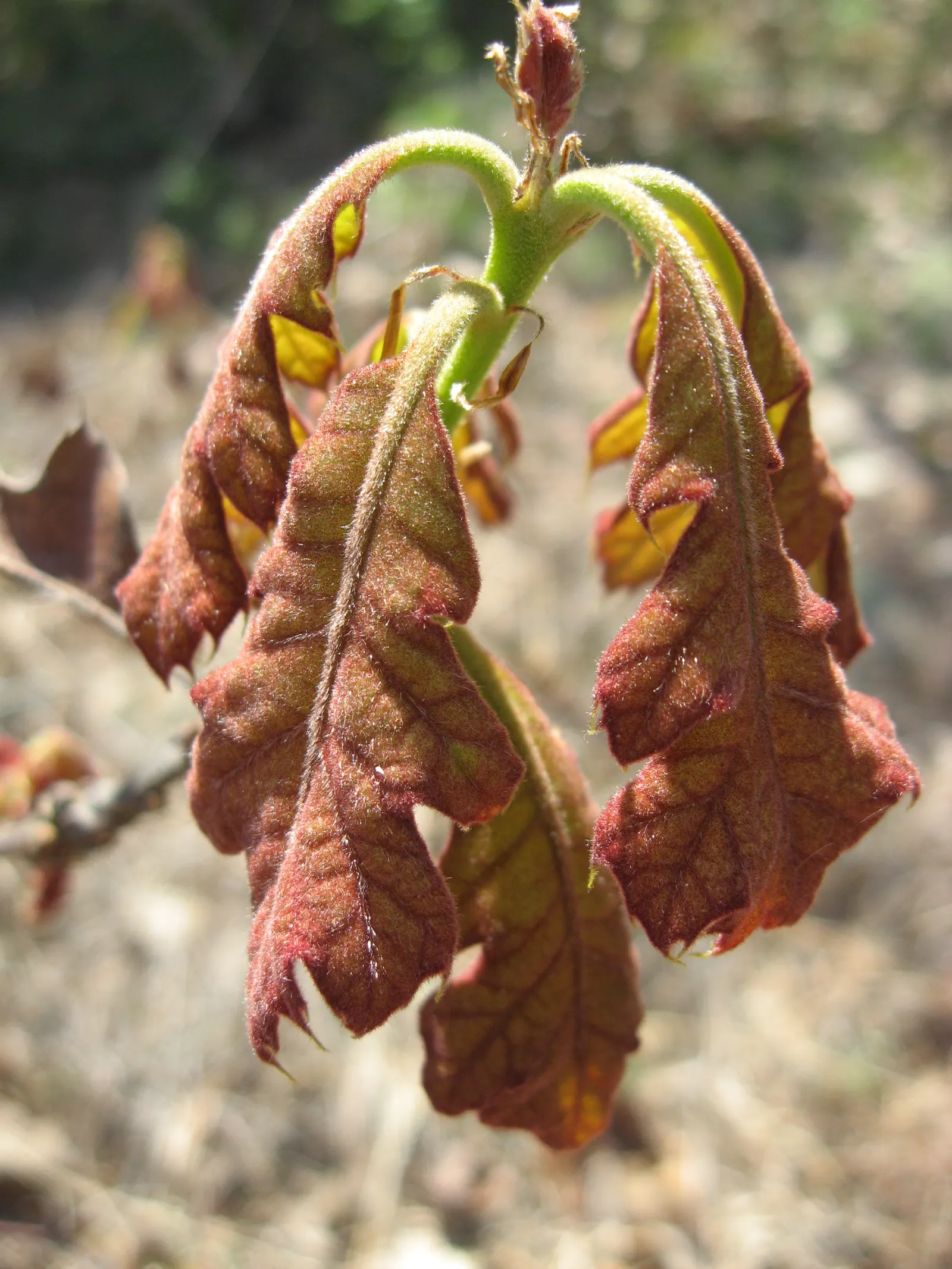 Northern Black Oak, Quercitron (Quercus velutina) — It thrives in full sun, but it can also tolerate partial shade
