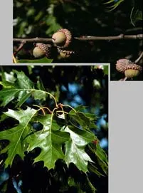 Northern Black Oak, Quercitron (Quercus velutina) — followed by the development of distinctive
