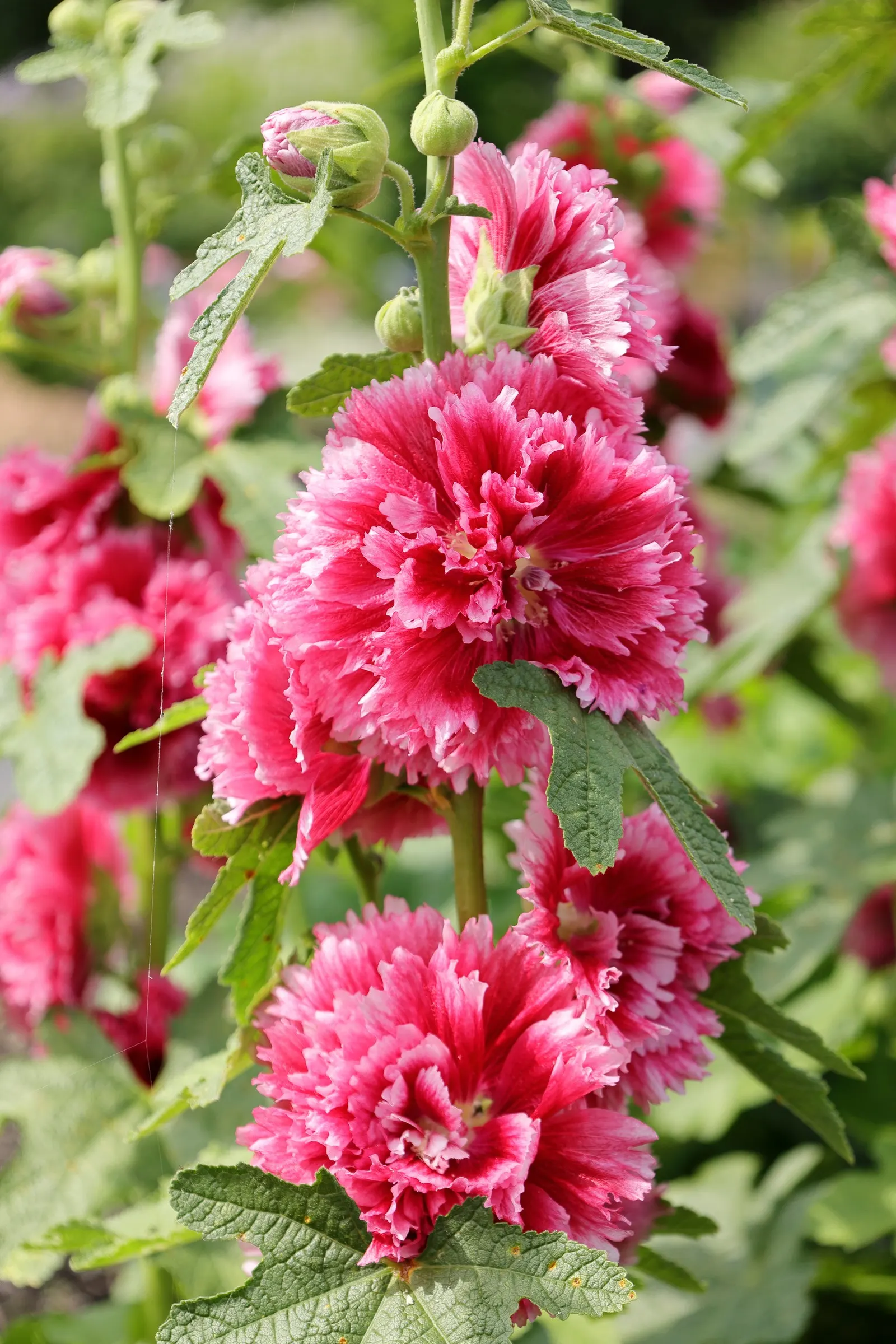 Fiesta Time Hollyhock (Alcea Rosea 'Fiesta Time') — growing to a height of 3-4 feet with a 1-2 foot spread