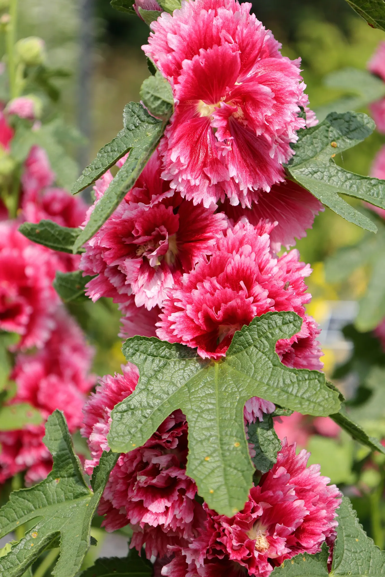 Fiesta Time Hollyhock (Alcea Rosea 'Fiesta Time') — attracting pollinators while being relatively deer-resistant