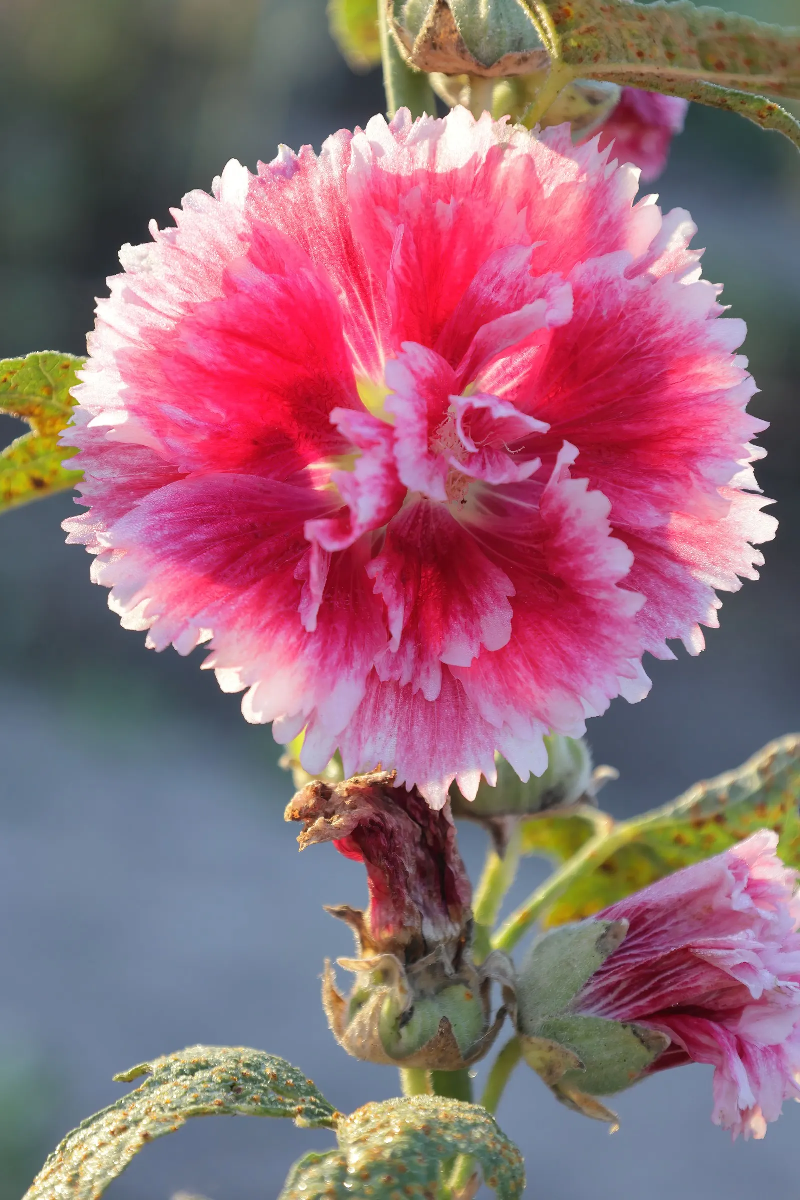 Fiesta Time Hollyhock (Alcea Rosea 'Fiesta Time') — adding a festive touch to any garden design
