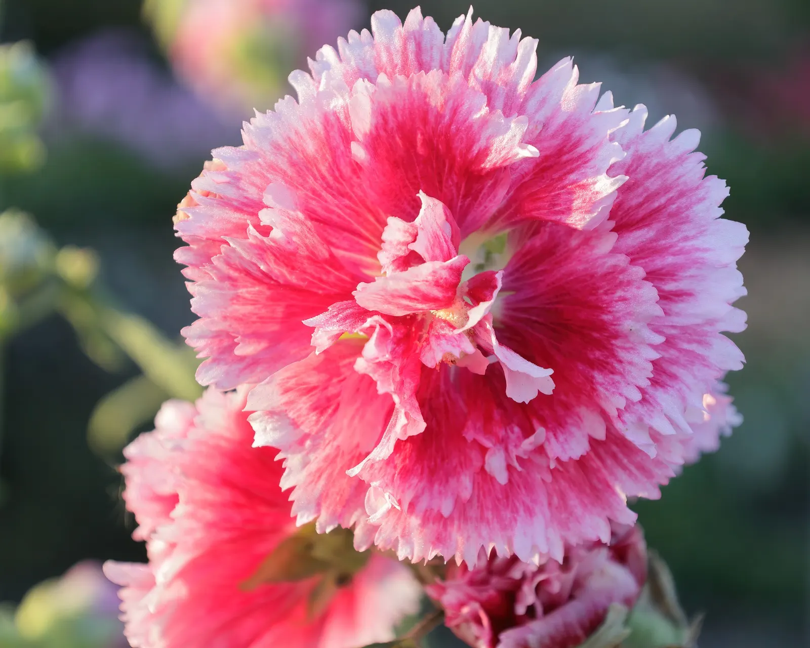 Fiesta Time Hollyhock (Alcea Rosea 'Fiesta Time') — The Fiesta Time Hollyhock (Alcea rosea 'Fiesta Time') is a vibrant perennial with frilly