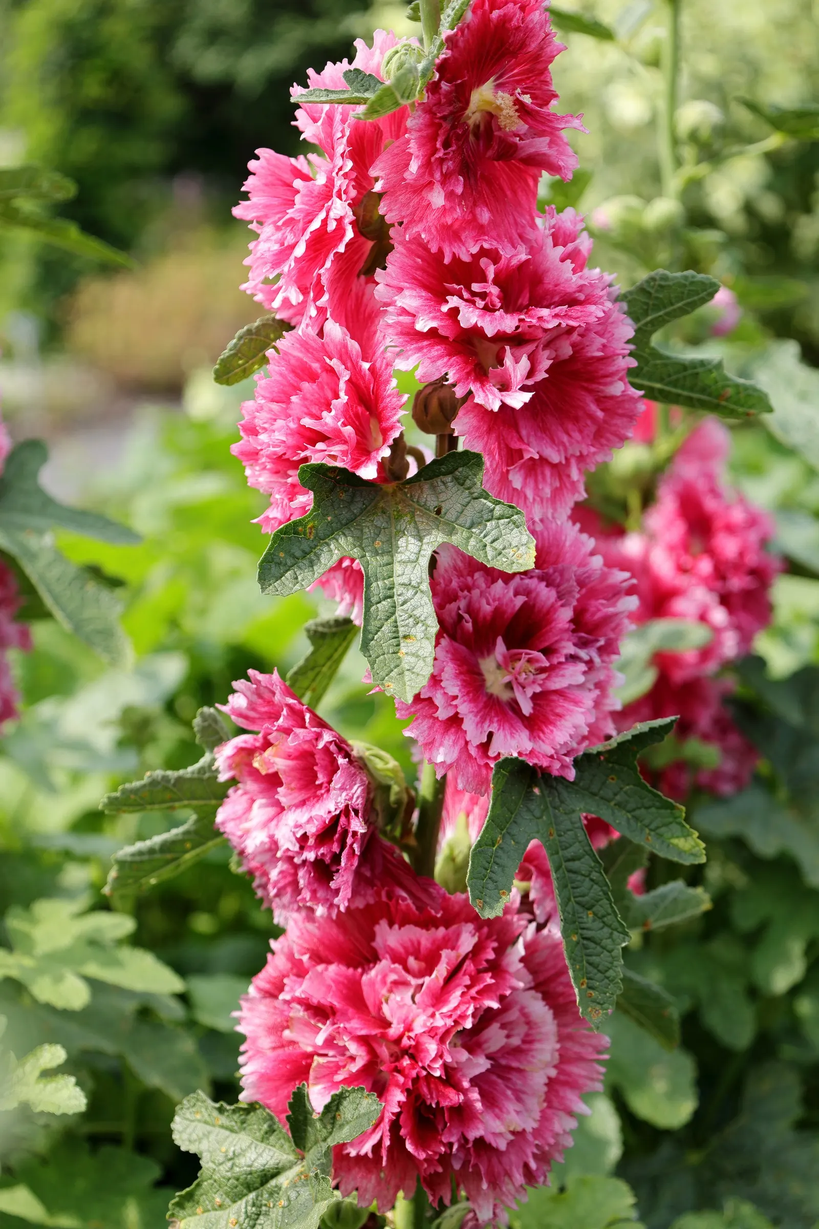 Fiesta Time Hollyhock (Alcea Rosea 'Fiesta Time') — Ideal for USDA zones 3-9, it thrives in full sun with well-drained soil