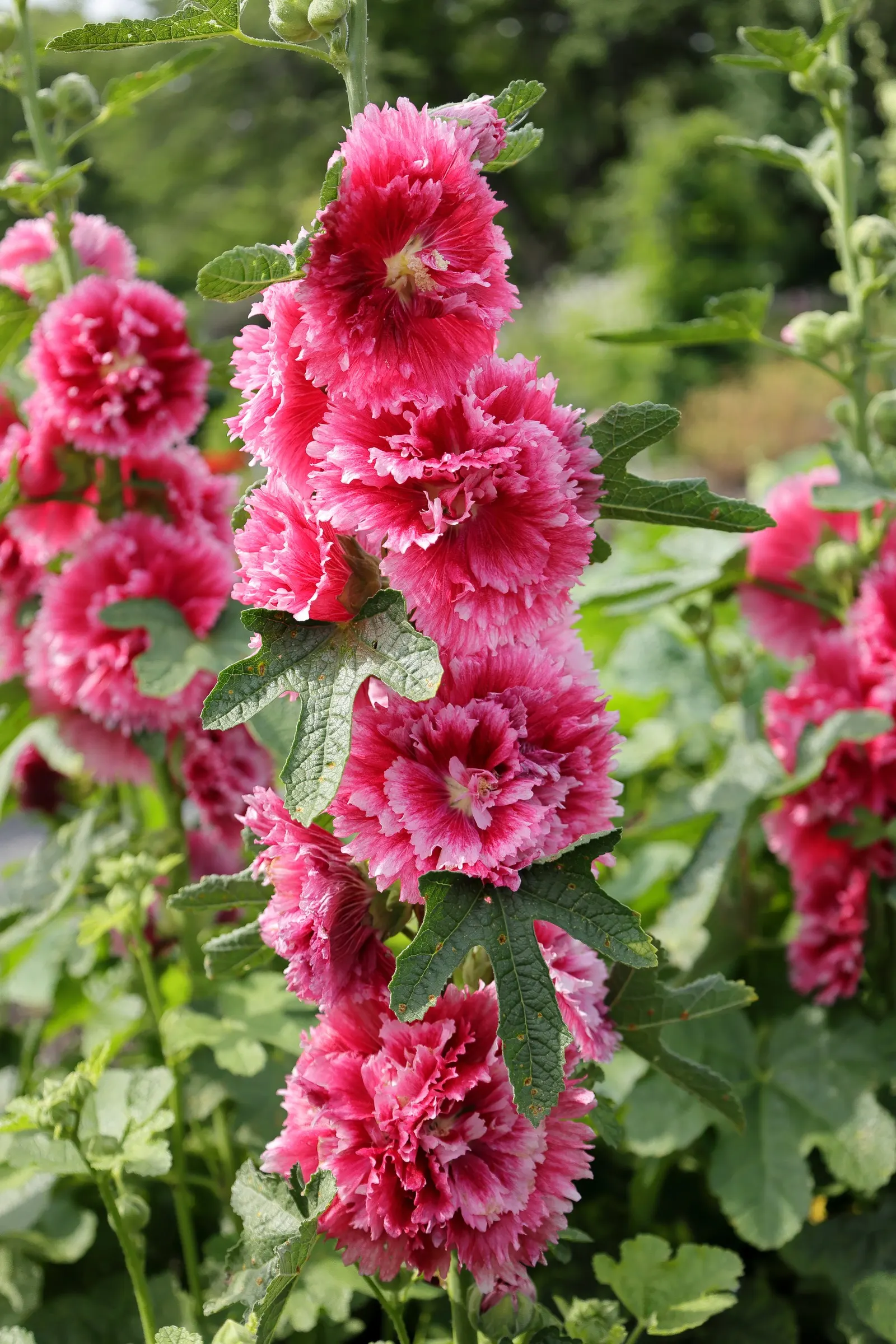 Fiesta Time Hollyhock (Alcea Rosea 'Fiesta Time') — The eye-catching flowers bloom mid-summer to early fall