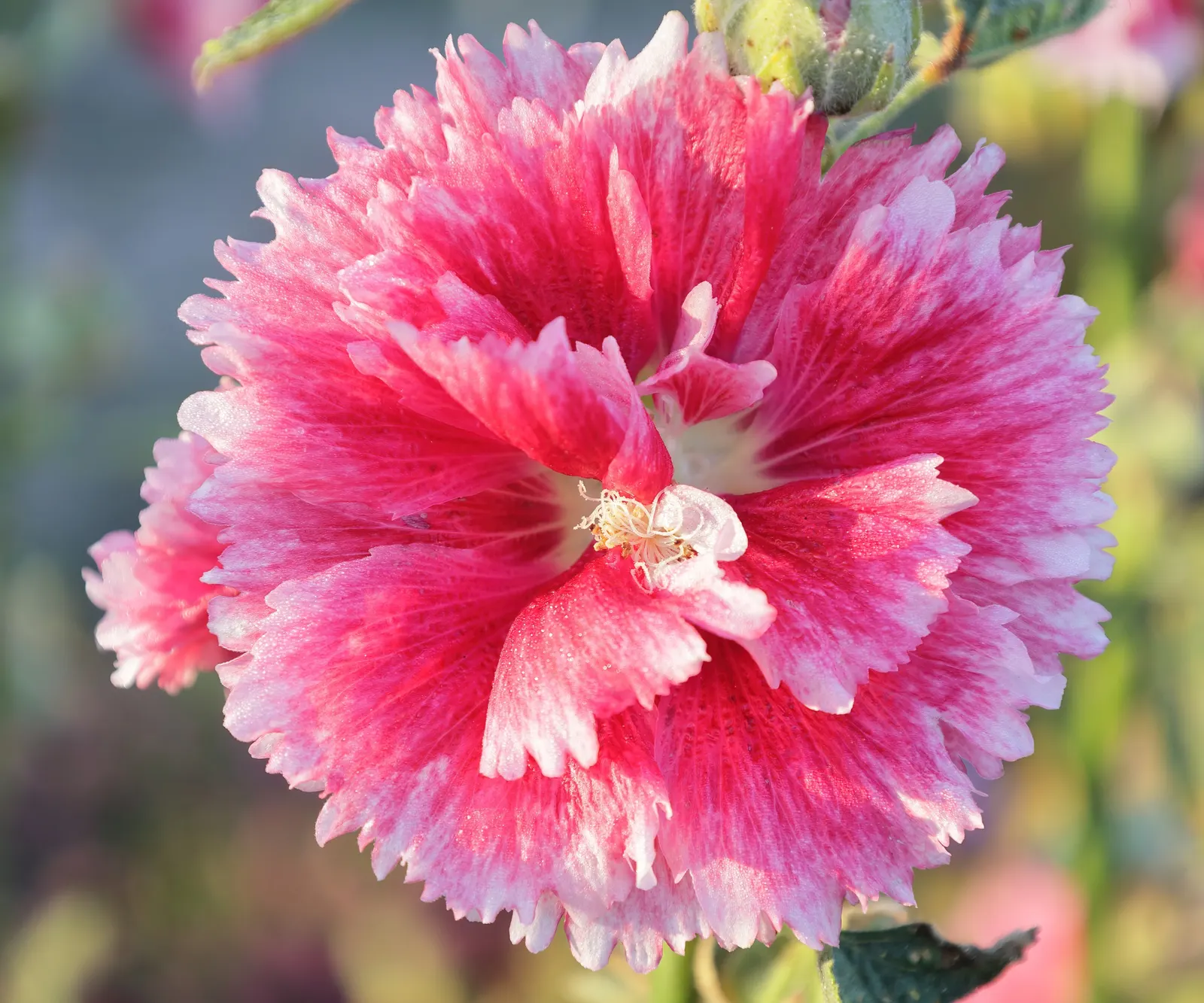 Fiesta Time Hollyhock (Alcea Rosea 'Fiesta Time') — creating a visually stimulating display from mid to late summer