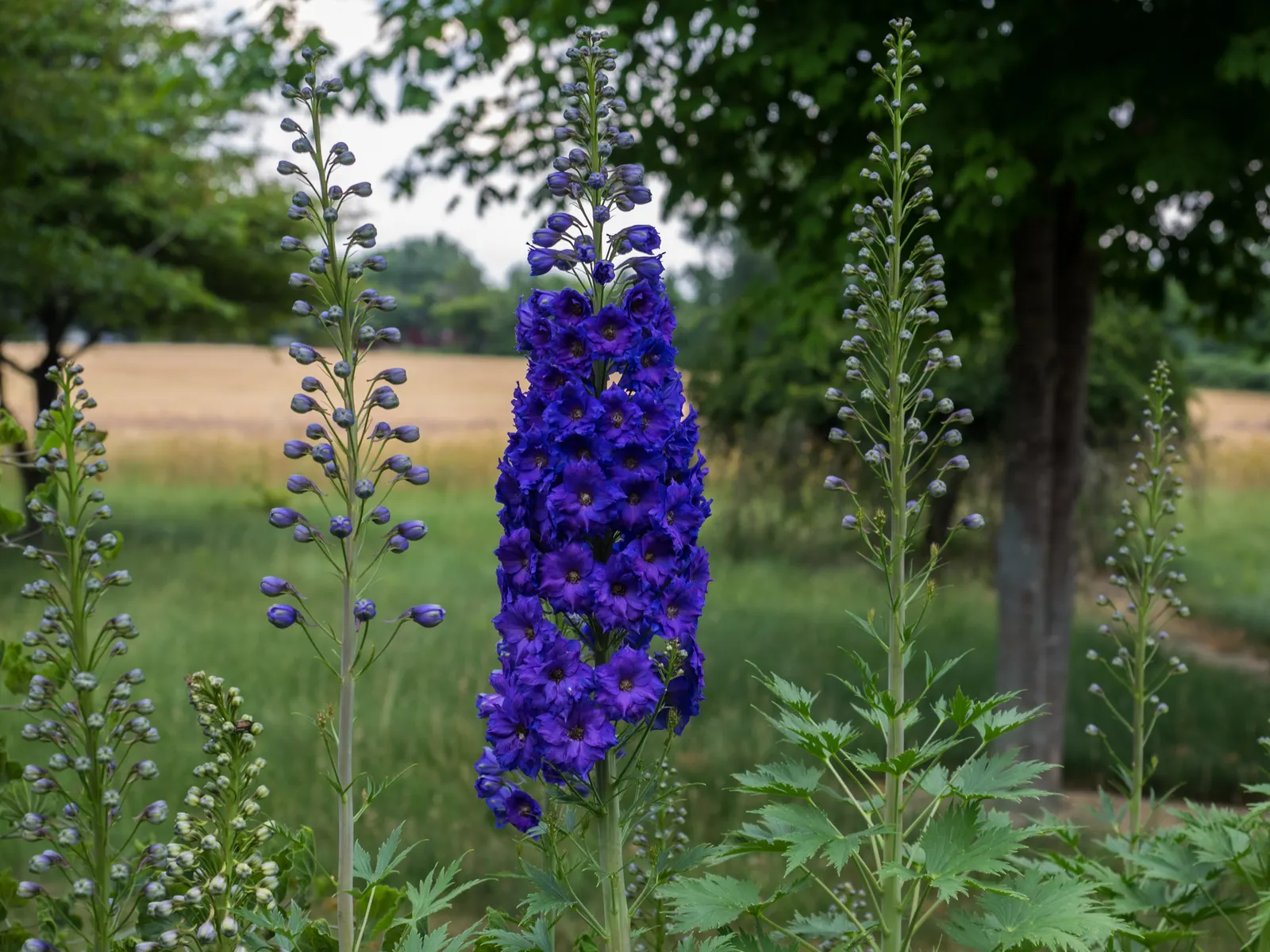 Pagan Purples Larkspur (Delphinium 'Pagan Purples') — boasts spires of deep purple blooms rising up to 5 feet tall