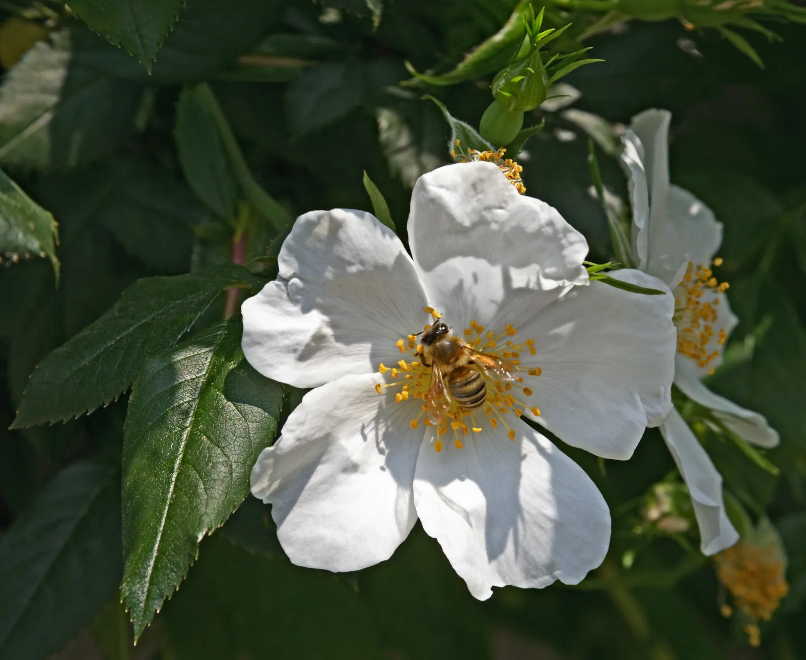 White Tree Roses (Rosa Tree Variety White) — Its elegant stature and year-round interest make it a focal point in any garden design
