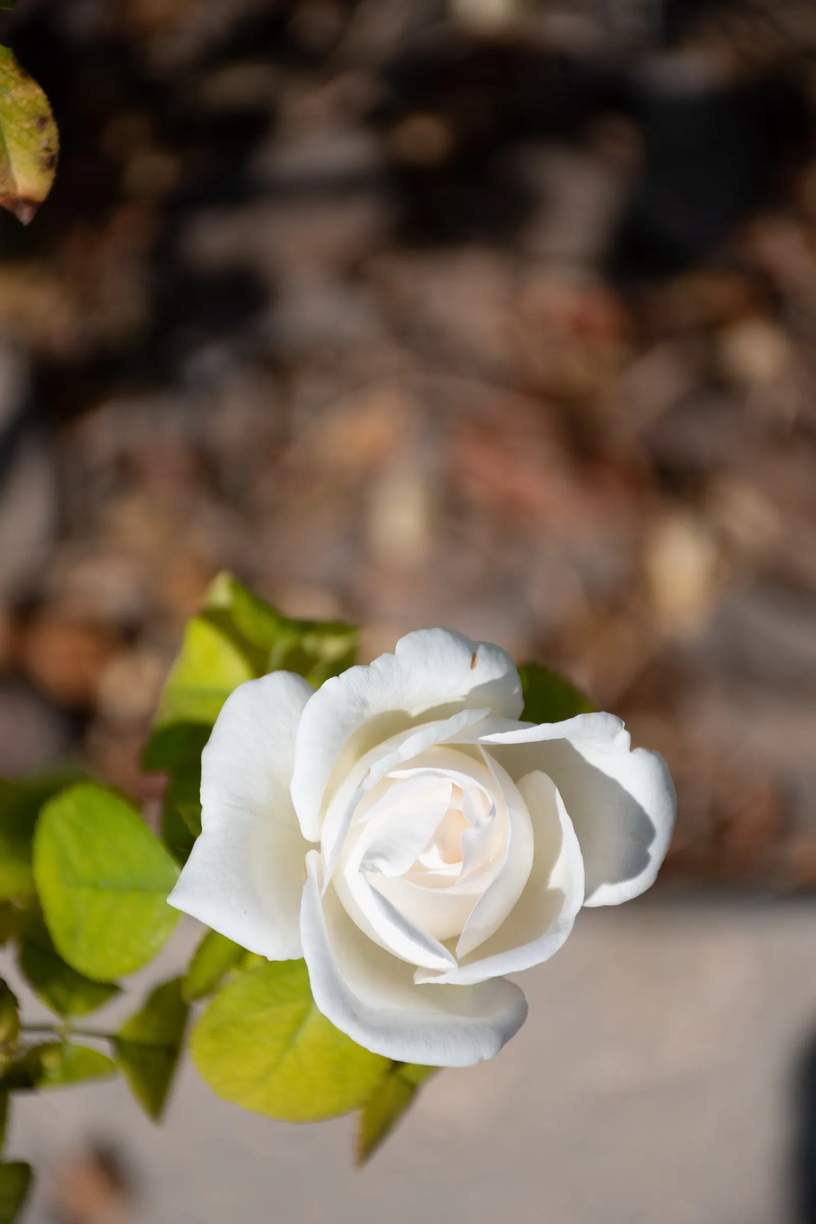 White Tree Roses (Rosa Tree Variety White) — especially during dry spells; however; care should be taken to avoid waterlogging