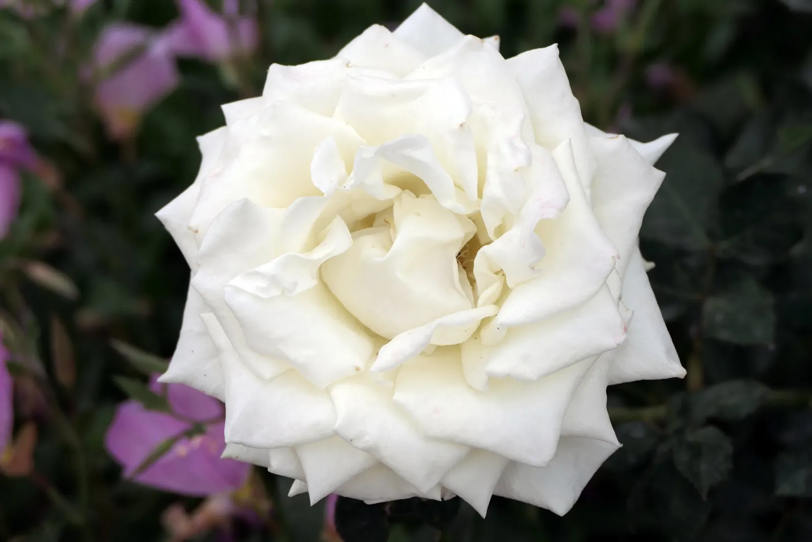 White Tree Roses (Rosa Tree Variety White) — revered for its elegant blooms and stateliness; is an enchanting addition to any garden