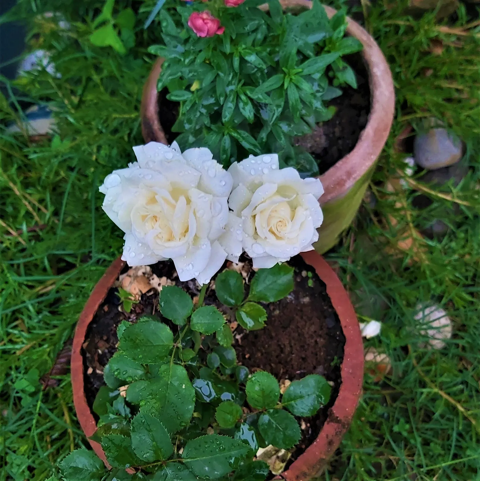 White Tree Roses (Rosa Tree Variety White) — slow-release fertilizer in early spring.<br><br>Regular irrigation is crucial; the flowers usually range in size