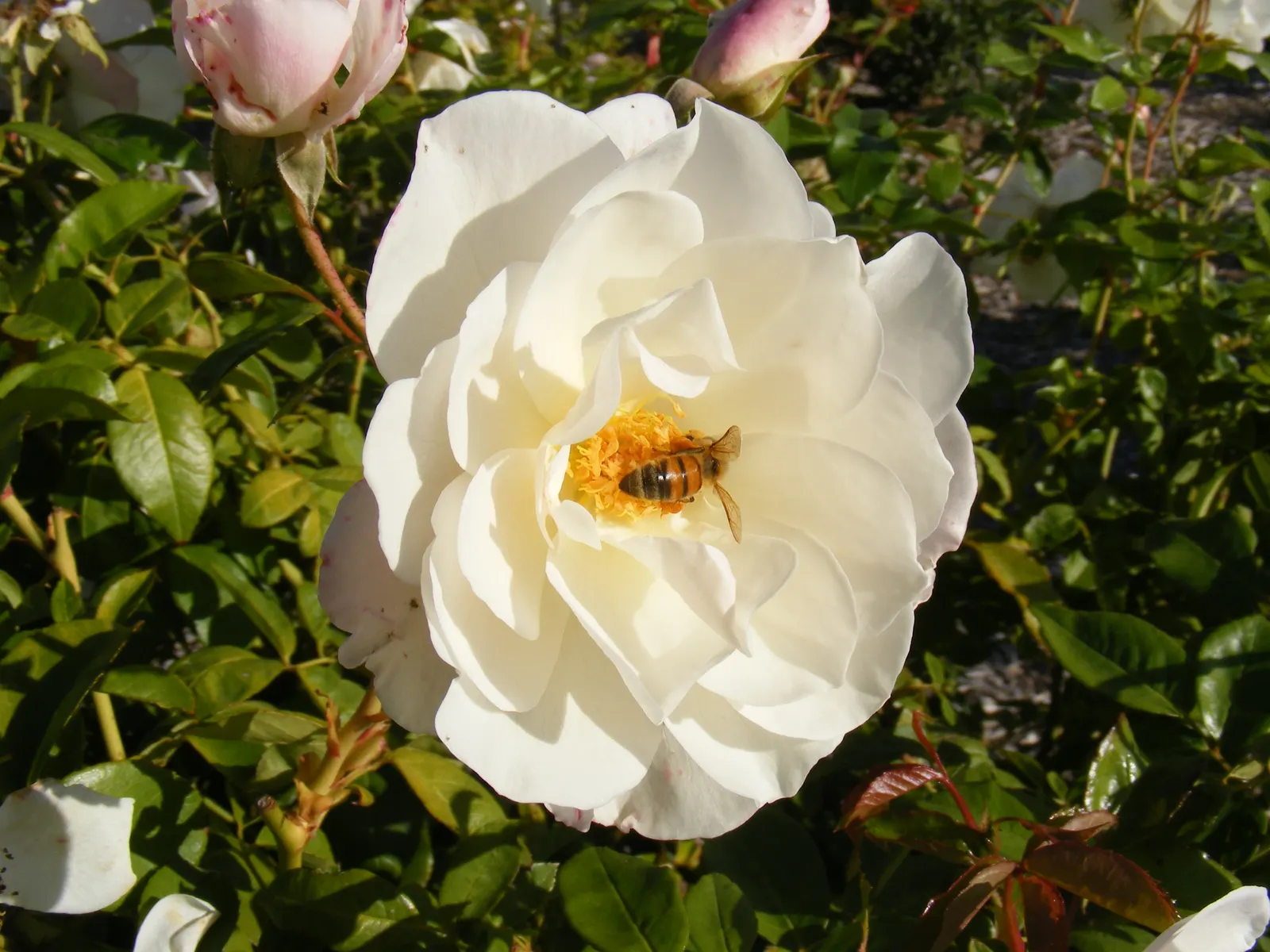 White Tree Roses (Rosa Tree Variety White) — The Rosa 'Tree variety White'; the White Tree Rose requires a location with full sun exposure, image 58