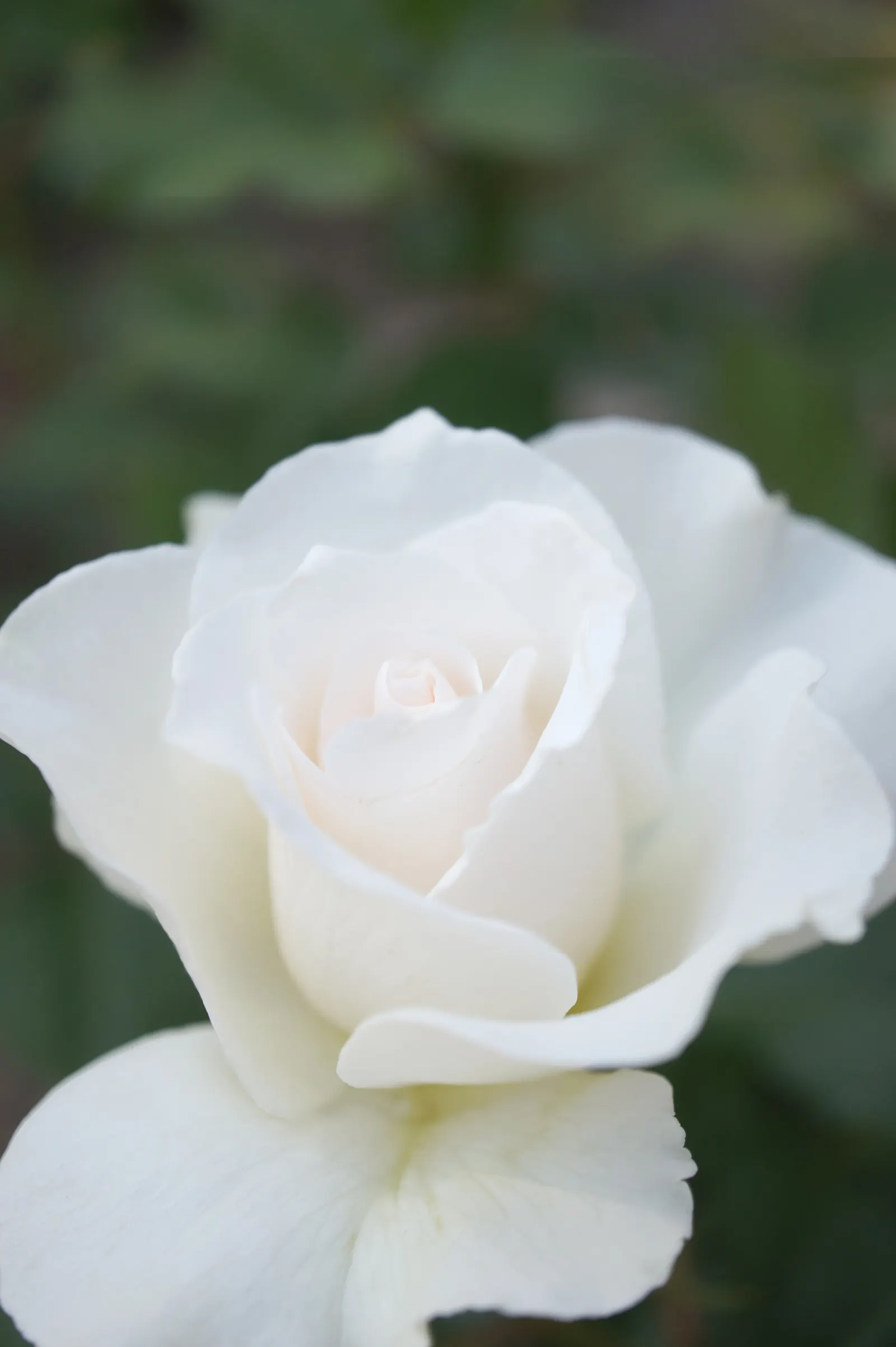 White Tree Roses (Rosa Tree Variety White) — shrub for full; making it both a hardy and exquisite choice for a structured landscape focal point