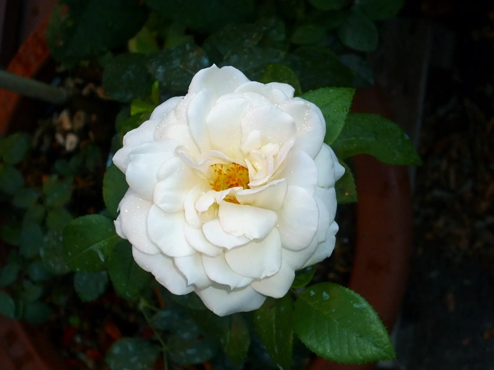 White Tree Roses (Rosa Tree Variety White) — Growing up to 5-6 feet tall, this hardy perennial thrives in zones 5-9 and requires full sun
