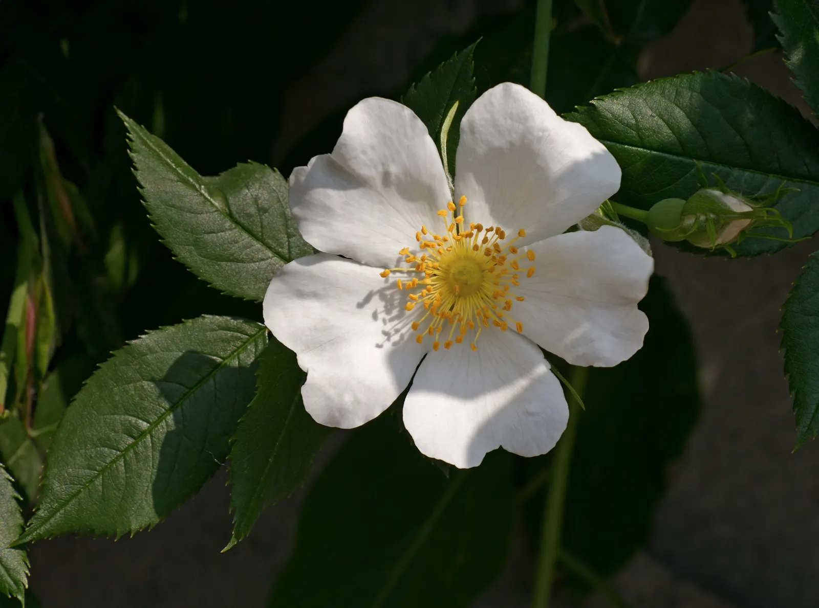 White Tree Roses (Rosa Tree Variety White) — is an enchanting addition to any garden; a graceful Rosa tree variety