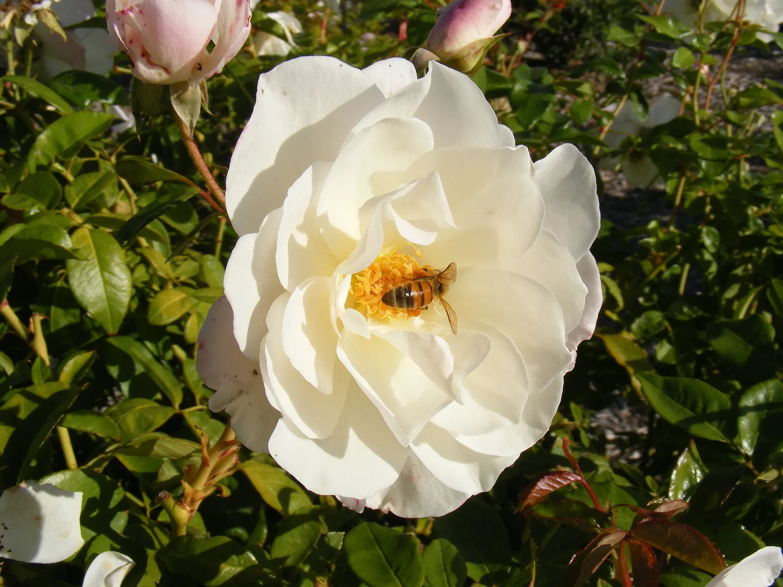 White Tree Roses (Rosa Tree Variety White) — Its elegant stature and year-round interest make it a focal point in any garden design; the Rosa 'Tree variety