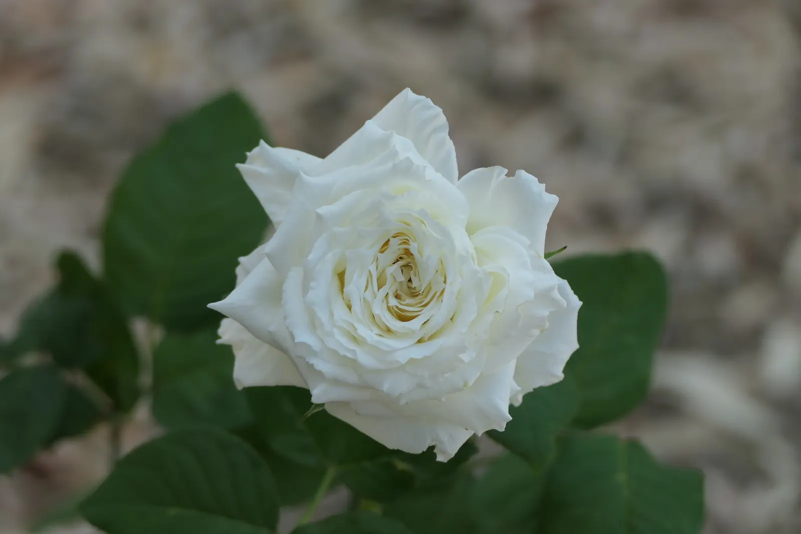 White Tree Roses (Rosa Tree Variety White) — dark green foliage that complements its blossoms and serves as a striking backdrop