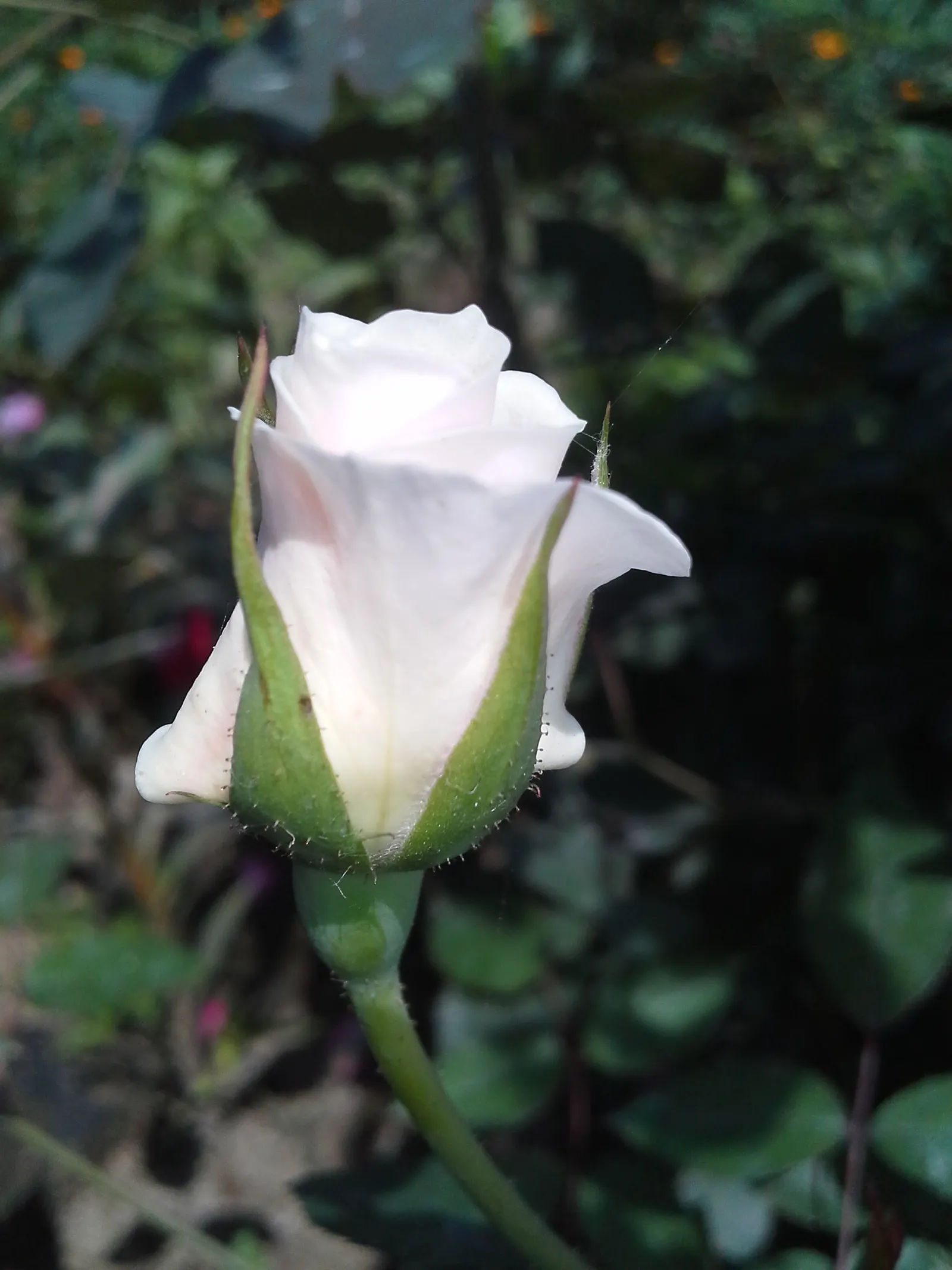 White Tree Roses (Rosa Tree Variety White) — revered for its elegant blooms and stateliness