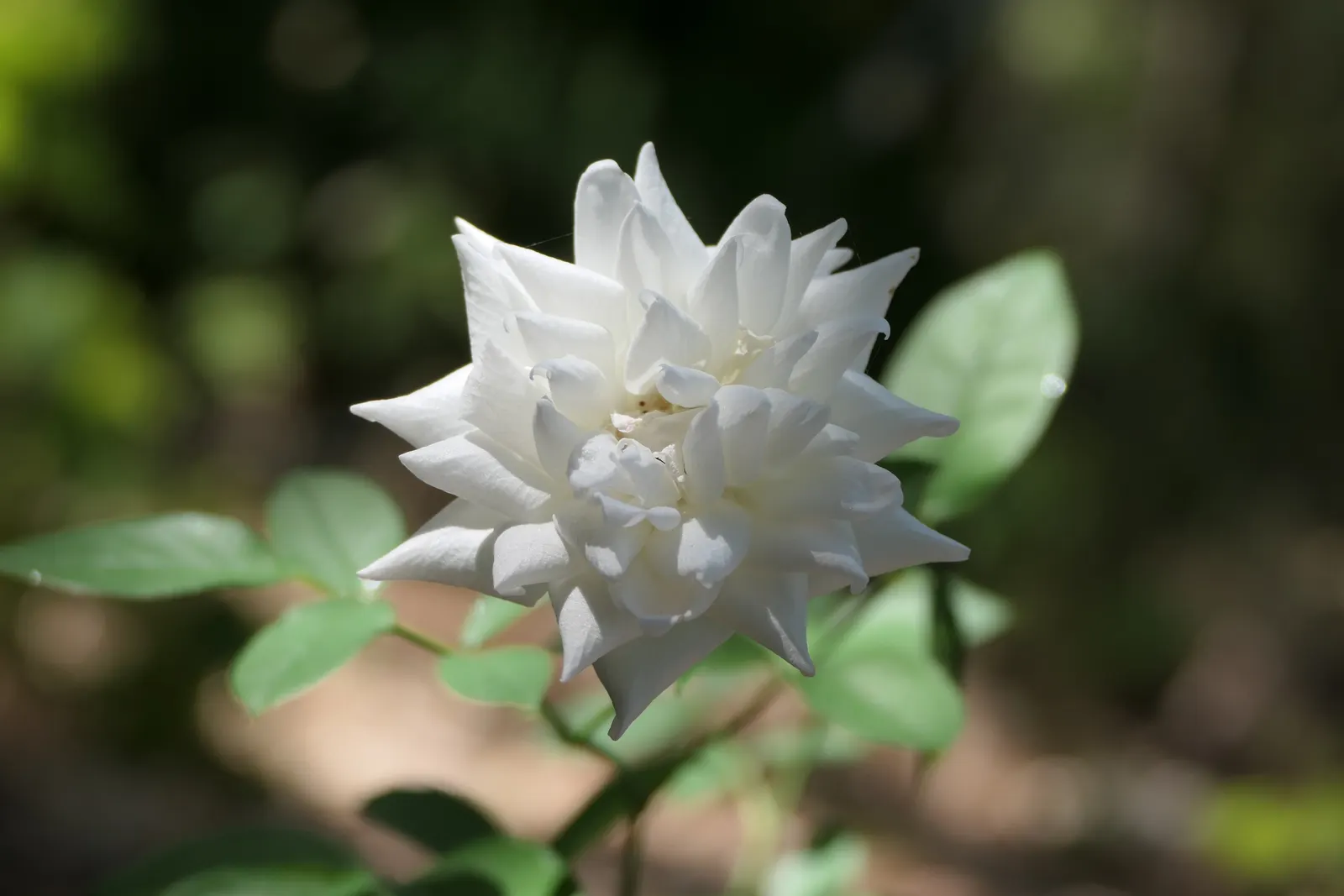 White Tree Roses (Rosa Tree Variety White) — It prefers well-drained loam or sandy soil with a neutral to slightly acidic pH; white flowers in the, image 67