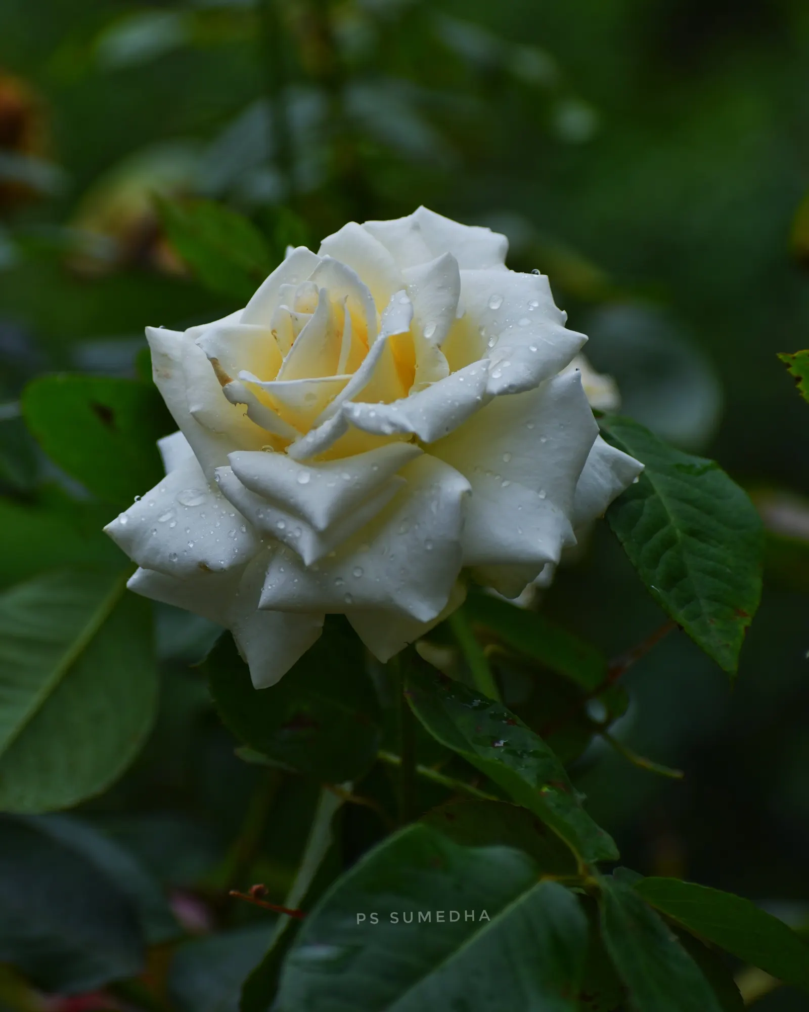 White Tree Roses (Rosa Tree Variety White) — Its elegant stature and year-round interest make it a focal point in any garden design; the Rosa 'Tree, image 57
