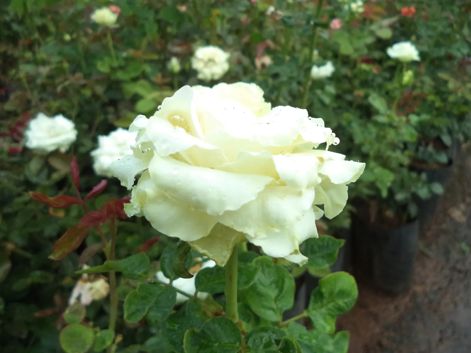 White Tree Roses (Rosa Tree Variety White) — a graceful Rosa tree variety