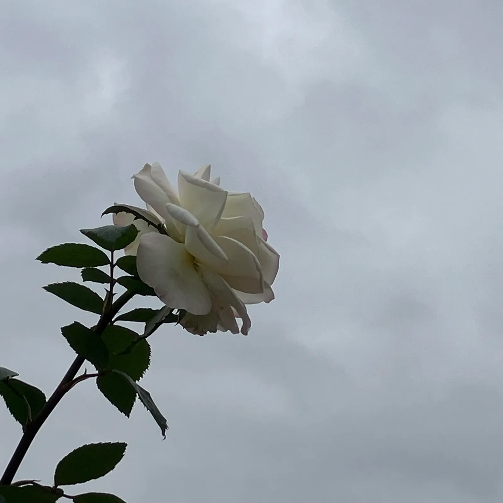 White Tree Roses (Rosa Tree Variety White) — Growing up to 5-6 feet tall, this hardy perennial thrives in zones 5-9 and requires full sun, image 55