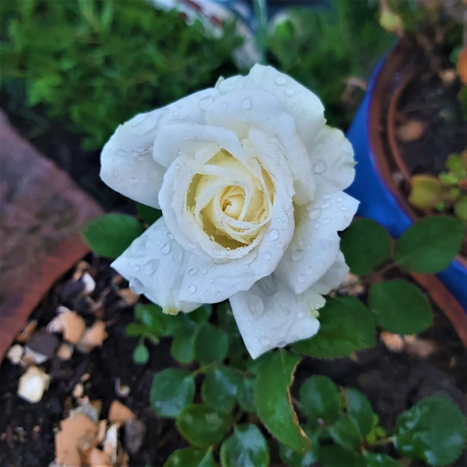 White Tree Roses (Rosa Tree Variety White) — revered for its elegant blooms and stateliness; is an enchanting addition to any garden, image 61