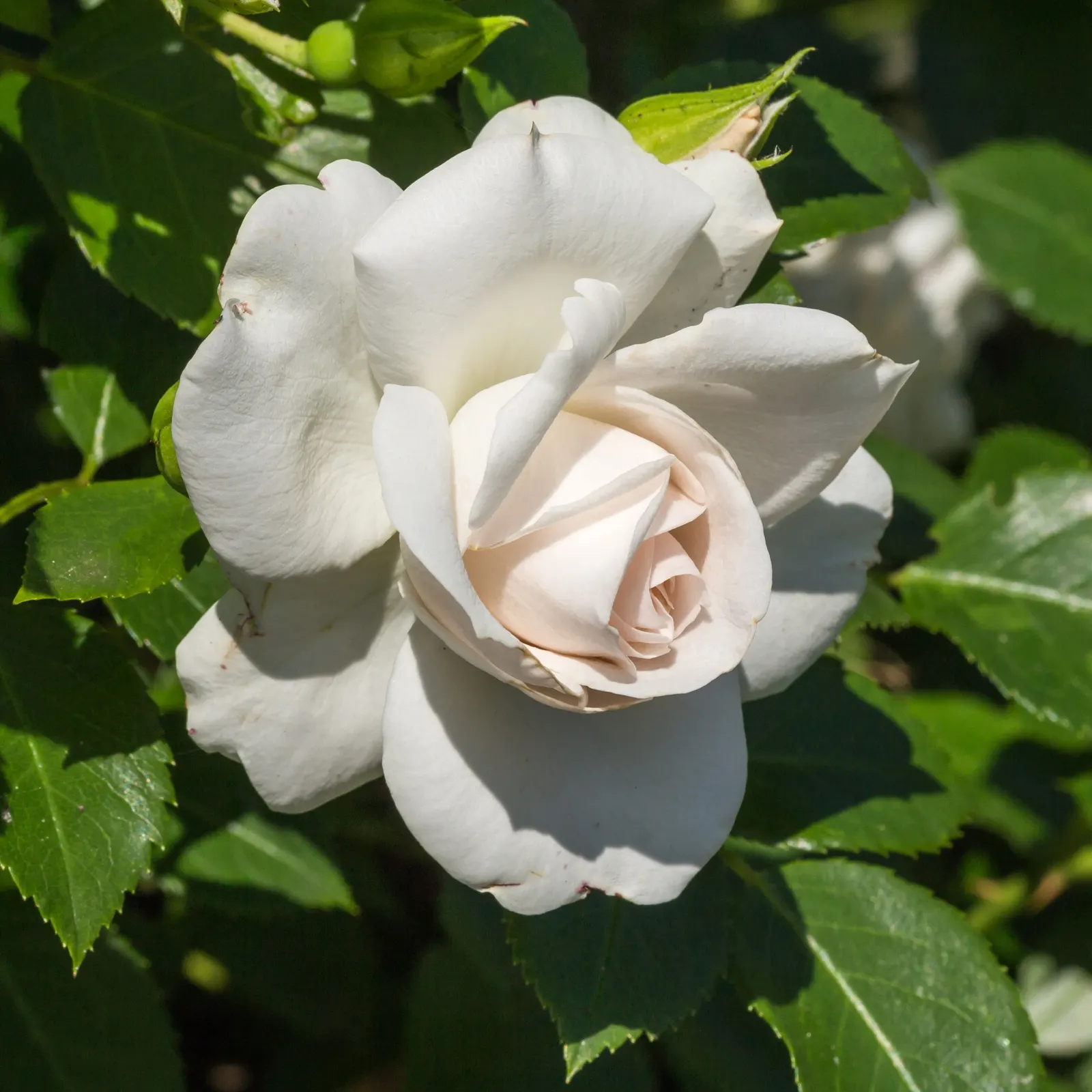 White Tree Roses (Rosa Tree Variety White) — white flowers in the garden; revered for its elegant blooms and stateliness
