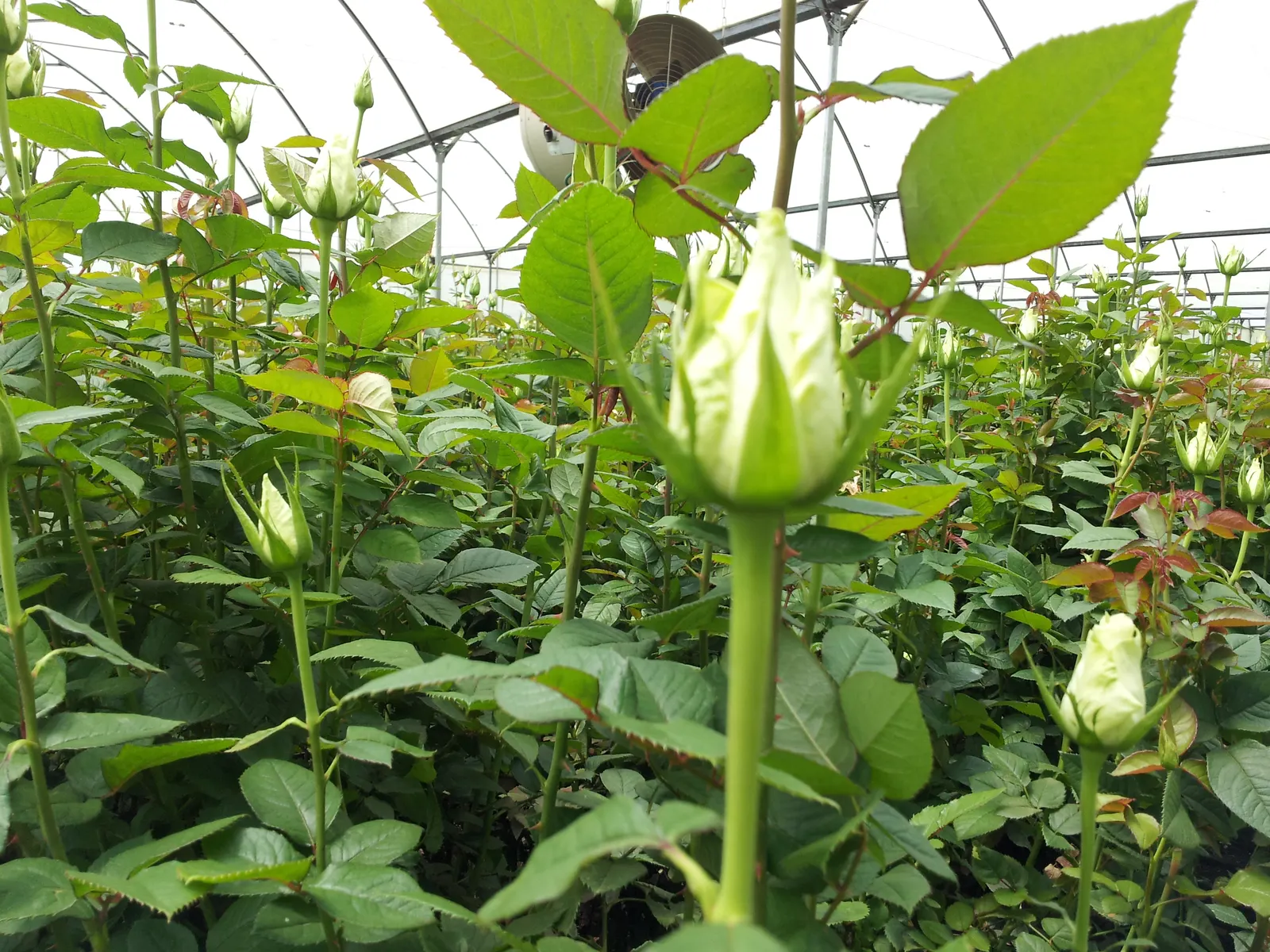 White Tree Roses (Rosa Tree Variety White) — a graceful Rosa tree variety; ideal for accentuating vertical lines in a landscape, it demands, image 53