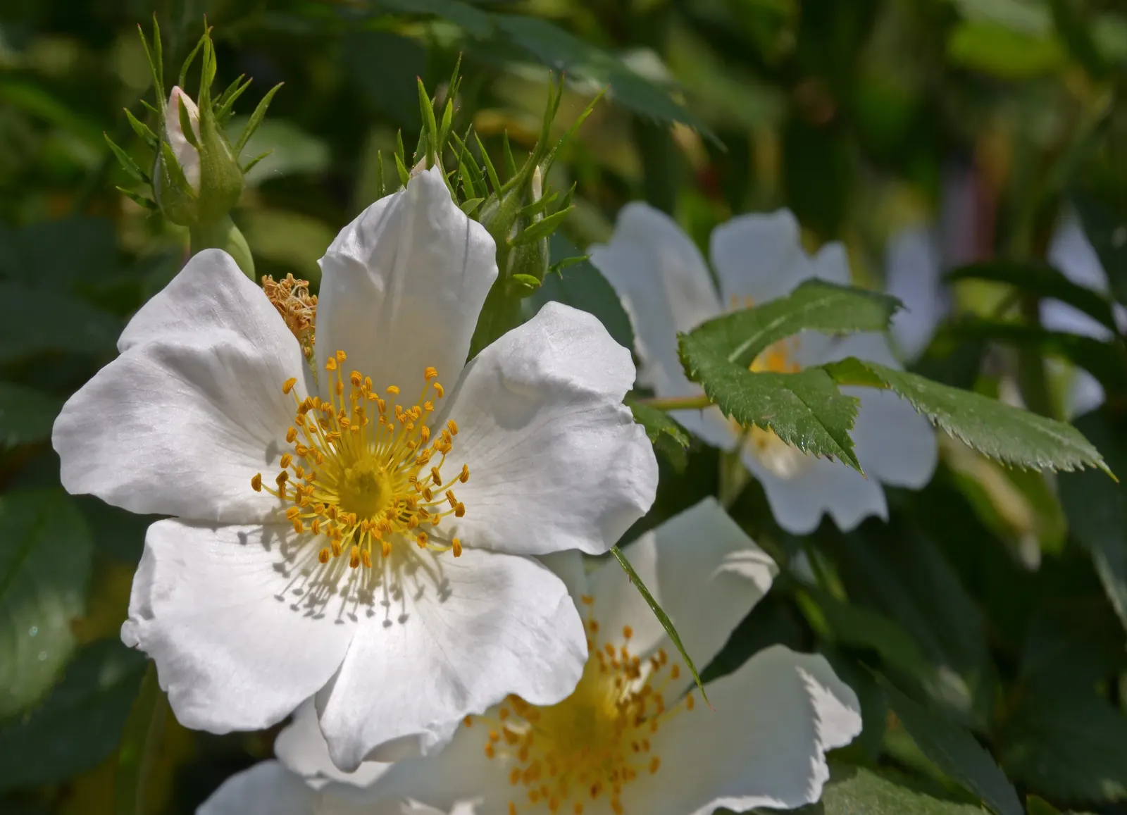 White Tree Roses (Rosa Tree Variety White) — commonly known as the White Tree Rose; pruning is recommended in late winter or early spring to maintain a clean