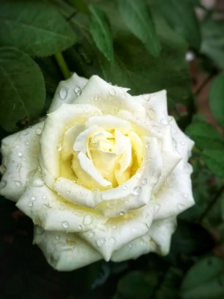 White Tree Roses (Rosa Tree Variety White) — features clusters of pure white blooms exuding a delicate fragrance; dark green foliage that, image 54