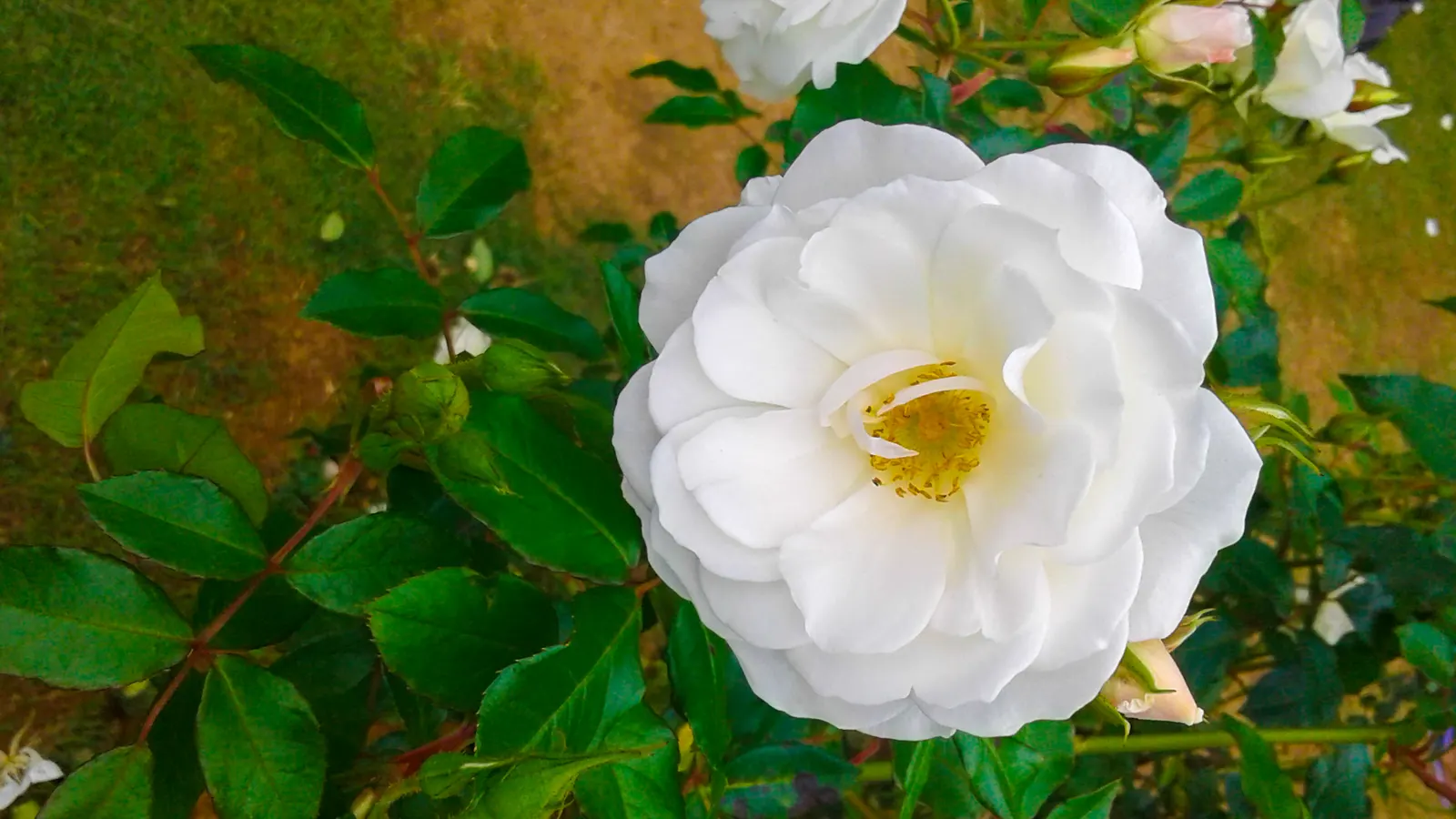 White Tree Roses (Rosa Tree Variety White) — Ideal for accentuating vertical lines in a landscape, it demands well-drained soil and moderate water
