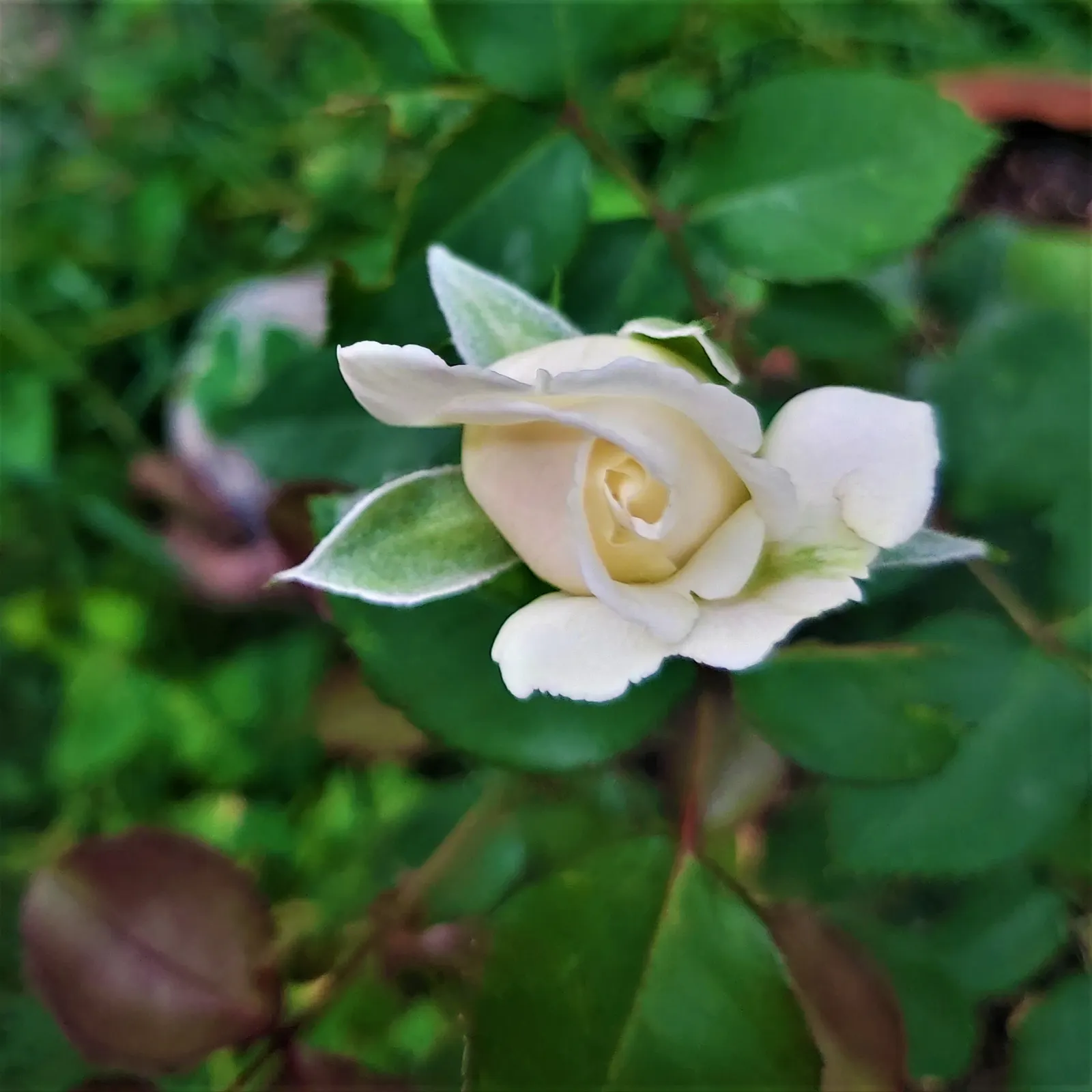White Tree Roses (Rosa Tree Variety White) — features clusters of pure white blooms exuding a delicate fragrance