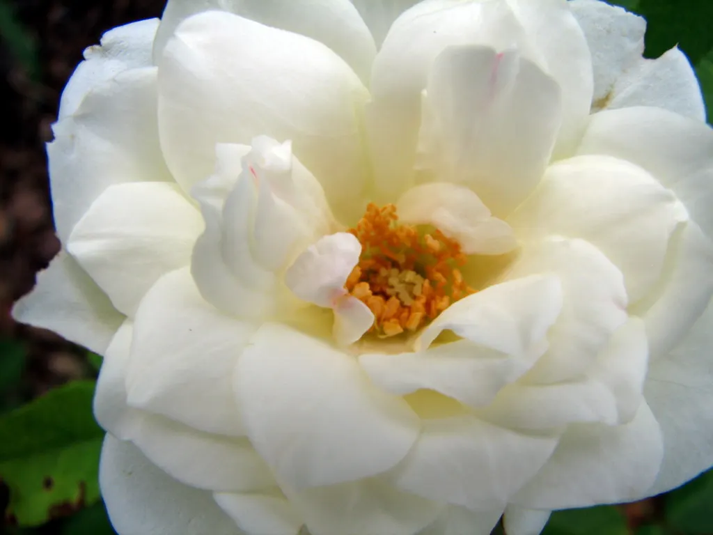 White Tree Roses (Rosa Tree Variety White) — shrub with white blooms