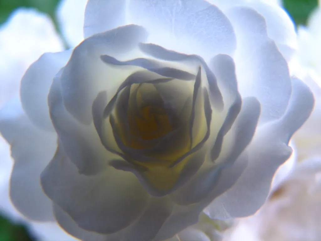 White Tree Roses (Rosa Tree Variety White) — Hardy across USDA zones 5 through 9; receiving at least 6 hours of direct sunlight daily