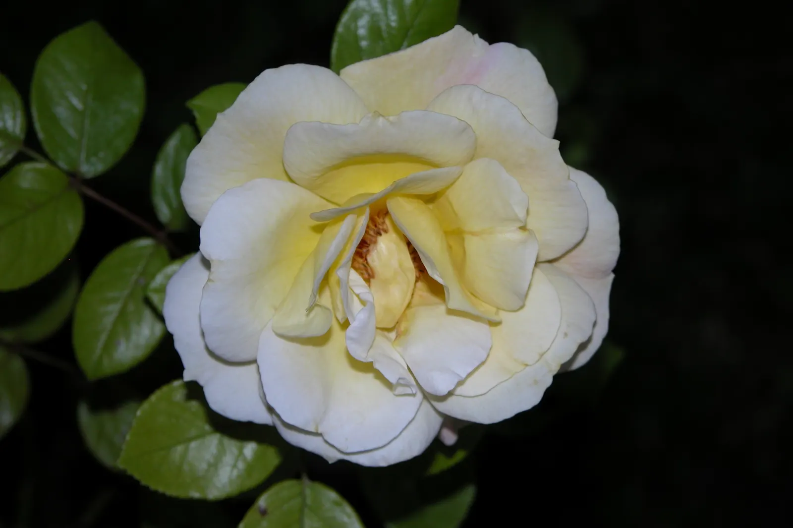White Tree Roses (Rosa Tree Variety White) — making it both a hardy and exquisite choice for a structured landscape focal point; features clusters of pure