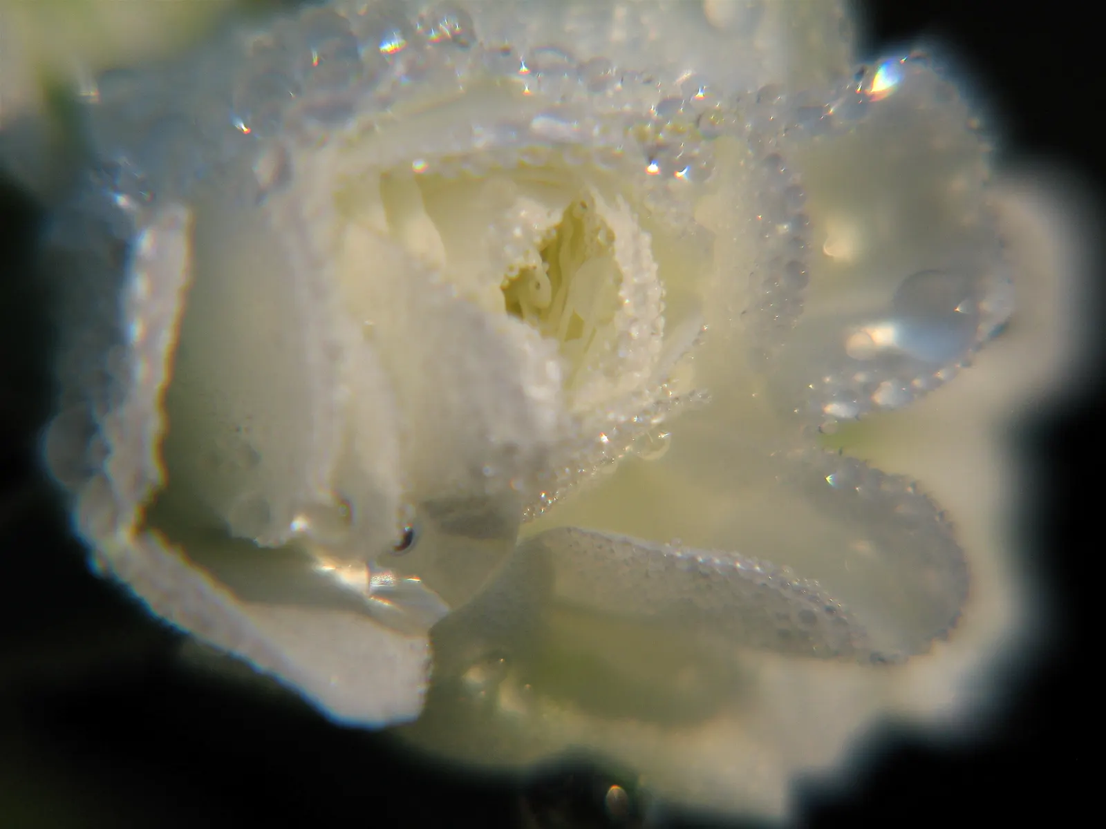 White Tree Roses (Rosa Tree Variety White) — It prefers well-drained loam or sandy soil with a neutral to slightly acidic pH; white flowers in the garden