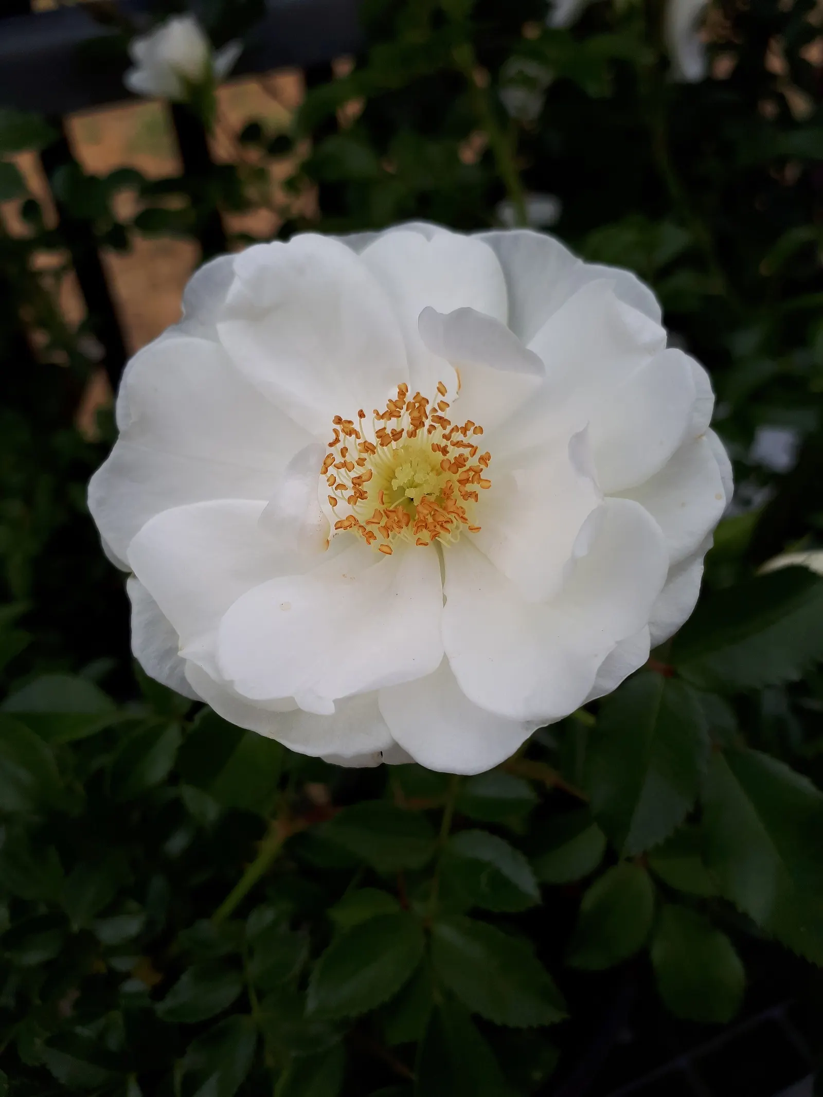 White Tree Roses (Rosa Tree Variety White) — care should be taken to avoid waterlogging; shrub for full