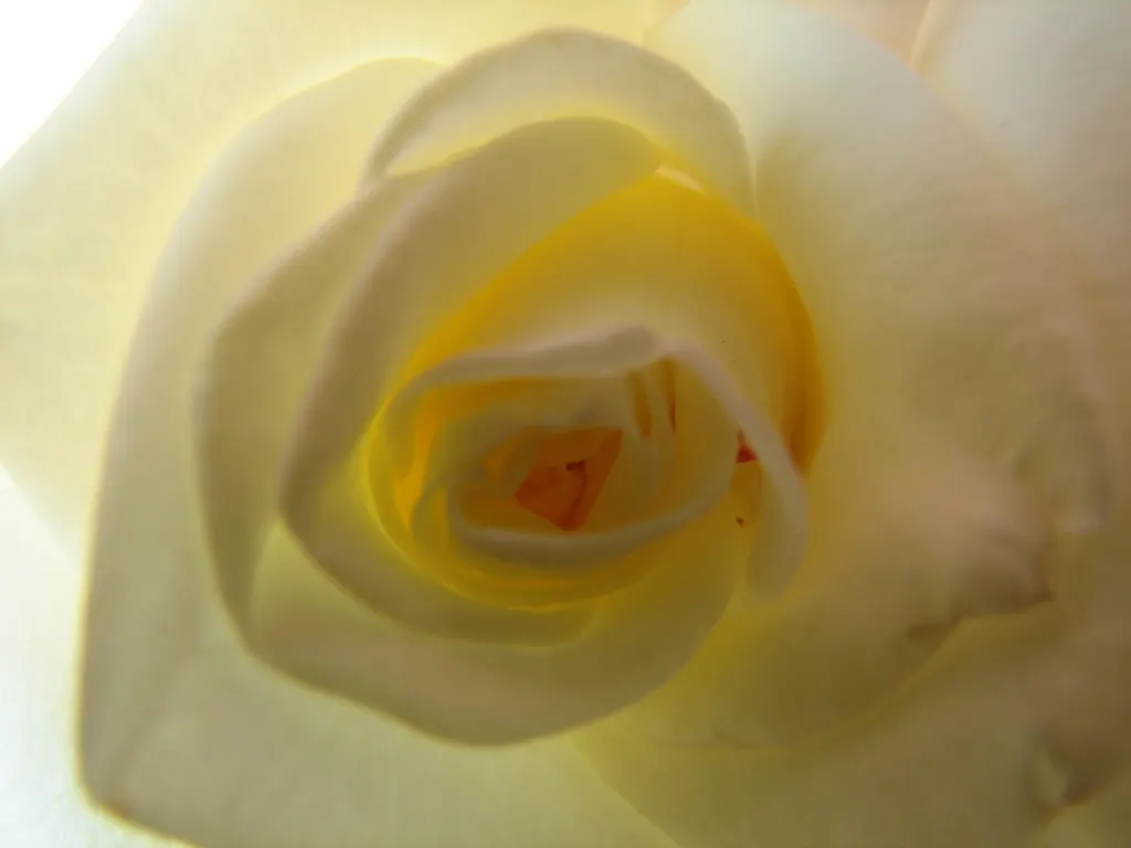 White Tree Roses (Rosa Tree Variety White) — the White Tree Rose is resistant to common diseases; hardy across USDA zones 5 through 9