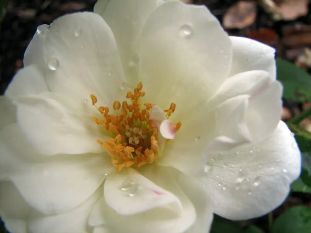 White Tree Roses (Rosa Tree Variety White) — the White Tree Rose forms a rounded head with glossy; it prefers well-drained loam or sandy soil with, image 62