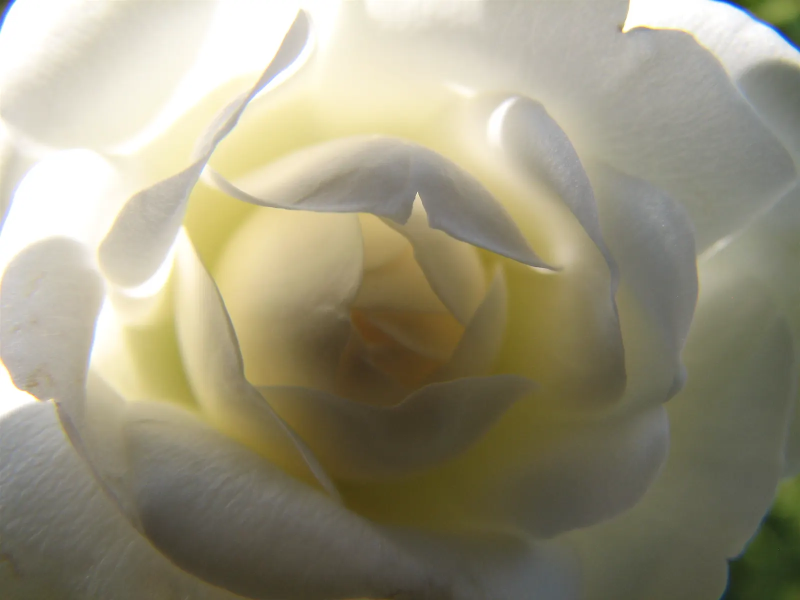 White Tree Roses (Rosa Tree Variety White) — The flowers usually range in size from 2 to 4 inches in diameter and exude a mild; growing up to 5-6, image 64