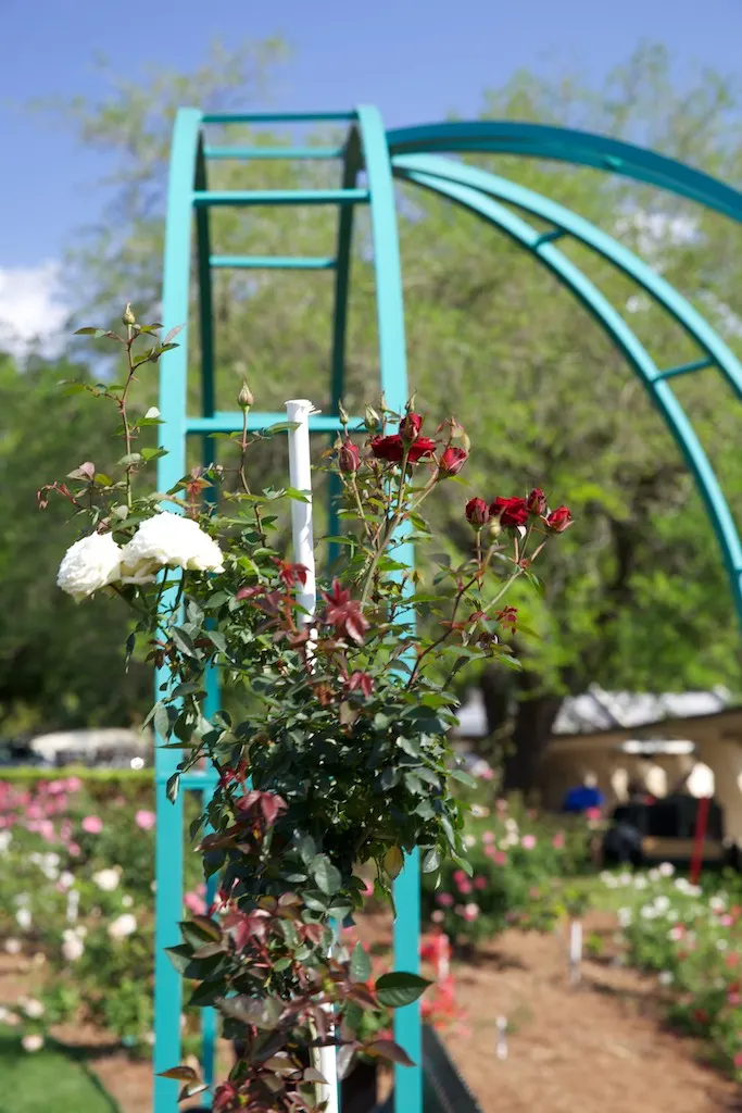 White Tree Roses (Rosa Tree Variety White) — Growing up to 5-6 feet tall, this hardy perennial thrives in zones 5-9 and requires full sun; especially during