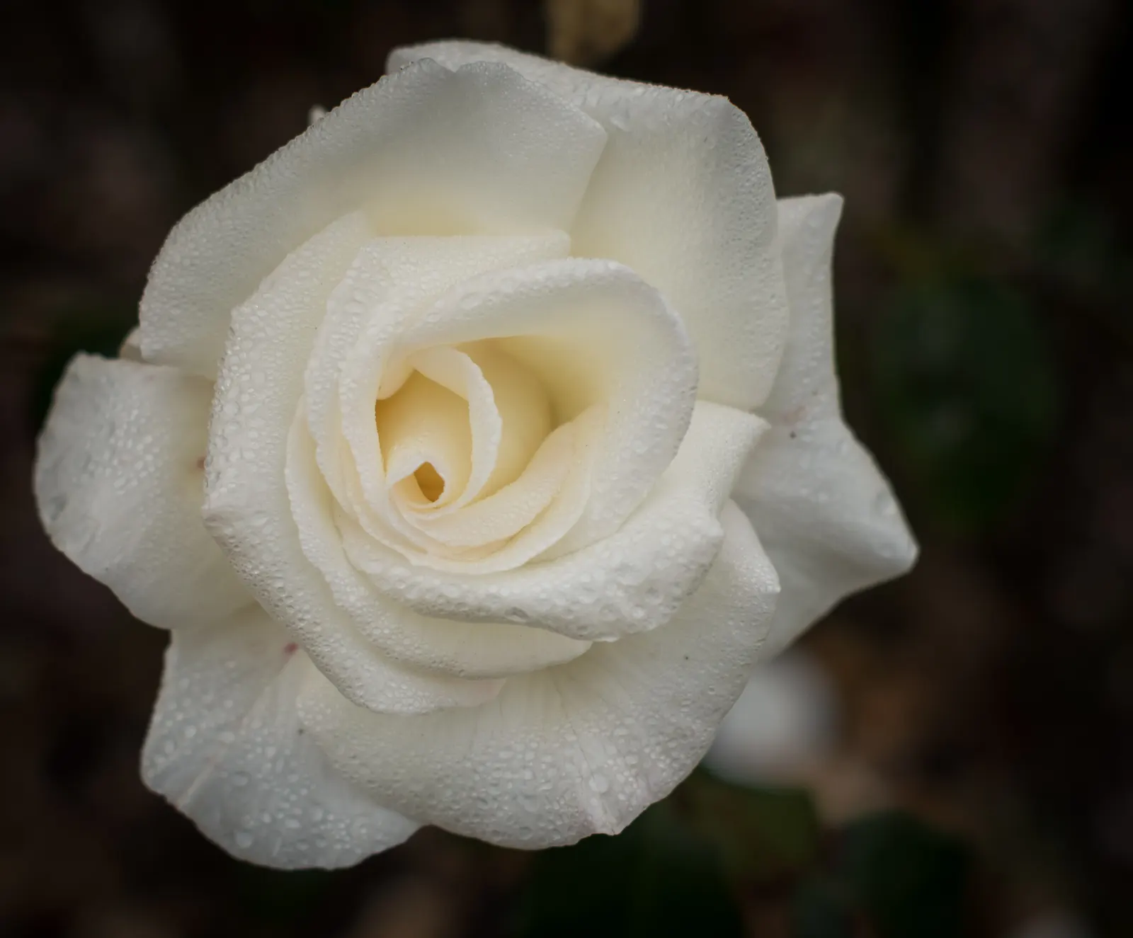 White Tree Roses (Rosa Tree Variety White) — a graceful Rosa tree variety; ideal for accentuating vertical lines in a landscape, it demands well-drained soil
