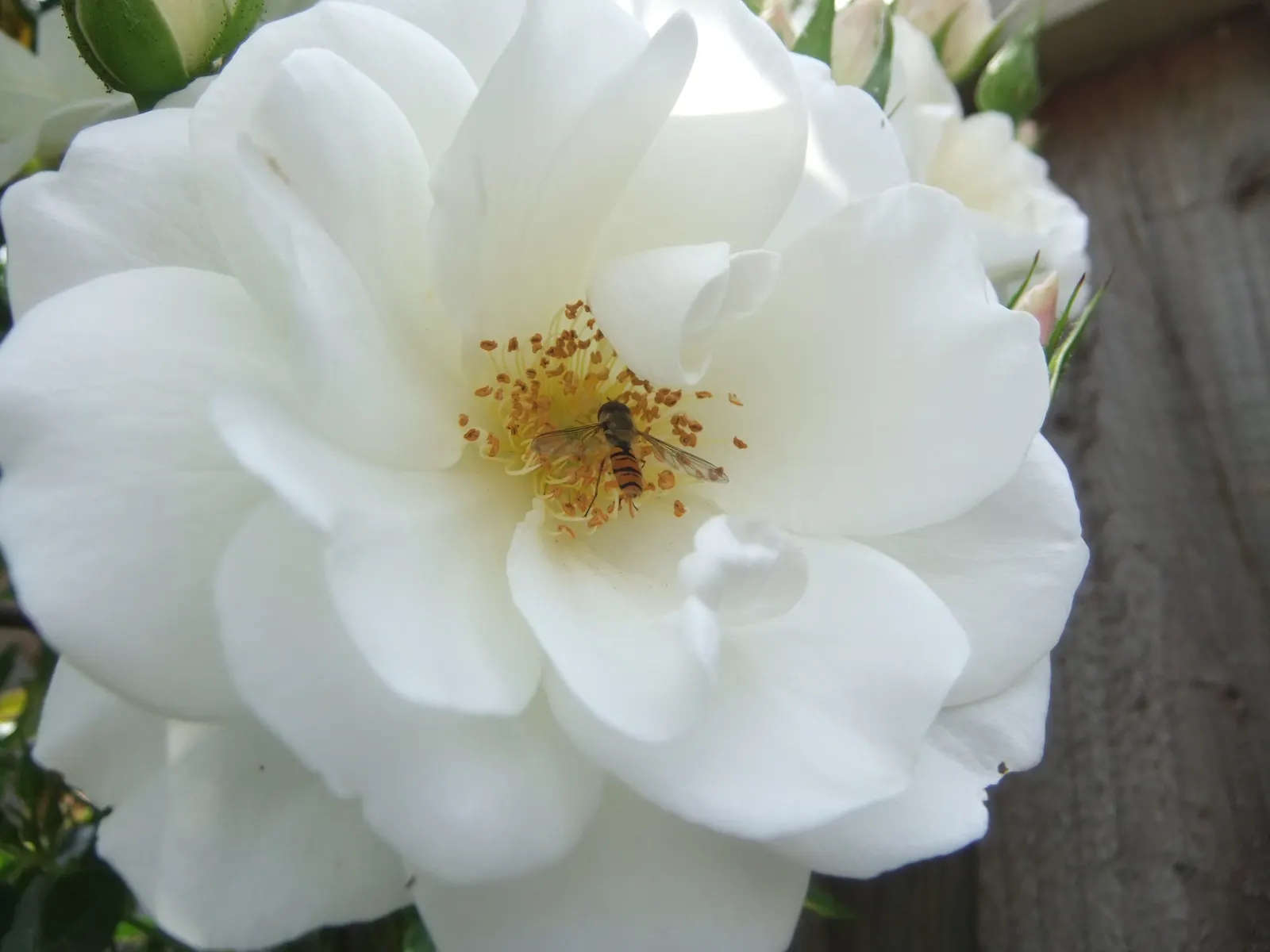 White Tree Roses (Rosa Tree Variety White) — It prefers well-drained loam or sandy soil with a neutral to slightly acidic pH