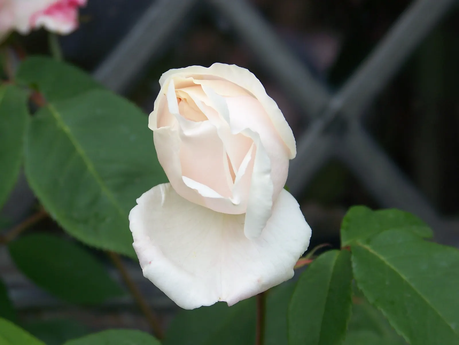 White Tree Roses (Rosa Tree Variety White) — commonly known as the White Tree Rose
