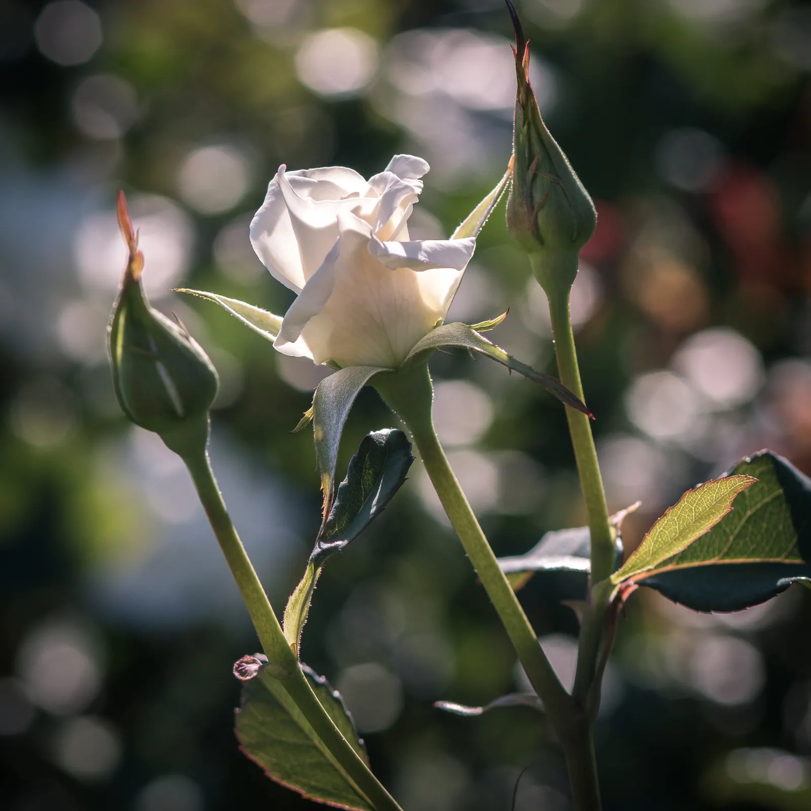White Tree Roses (Rosa Tree Variety White) — receiving at least 6 hours of direct sunlight daily; slow-release fertilizer in early, image 66