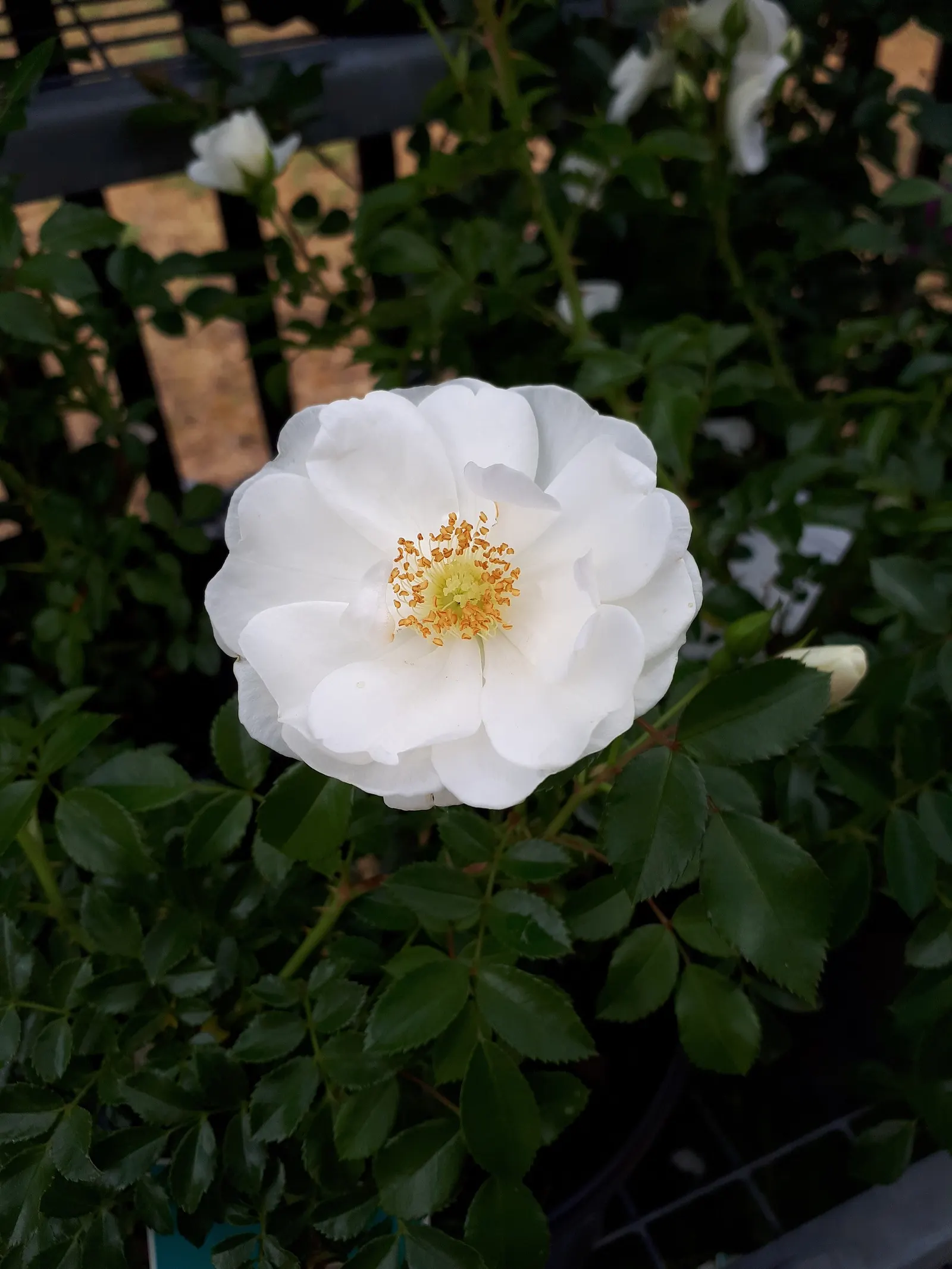 White Tree Roses (Rosa Tree Variety White) — is an enchanting addition to any garden; a graceful Rosa tree variety, image 60