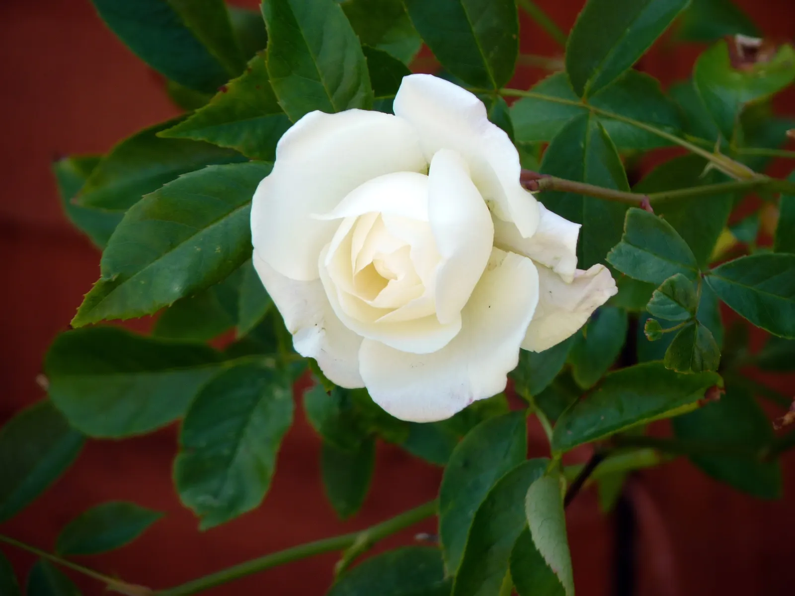 White Tree Roses (Rosa Tree Variety White) — white flowers in the garden
