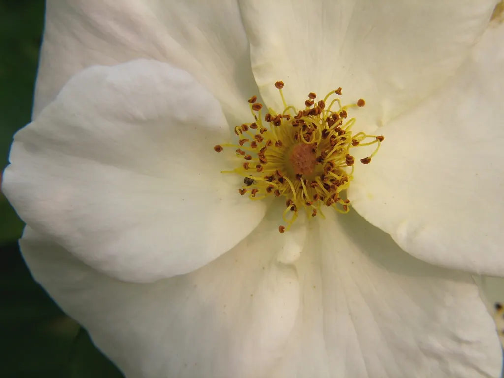 White Tree Roses (Rosa Tree Variety White) — Hardy across USDA zones 5 through 9