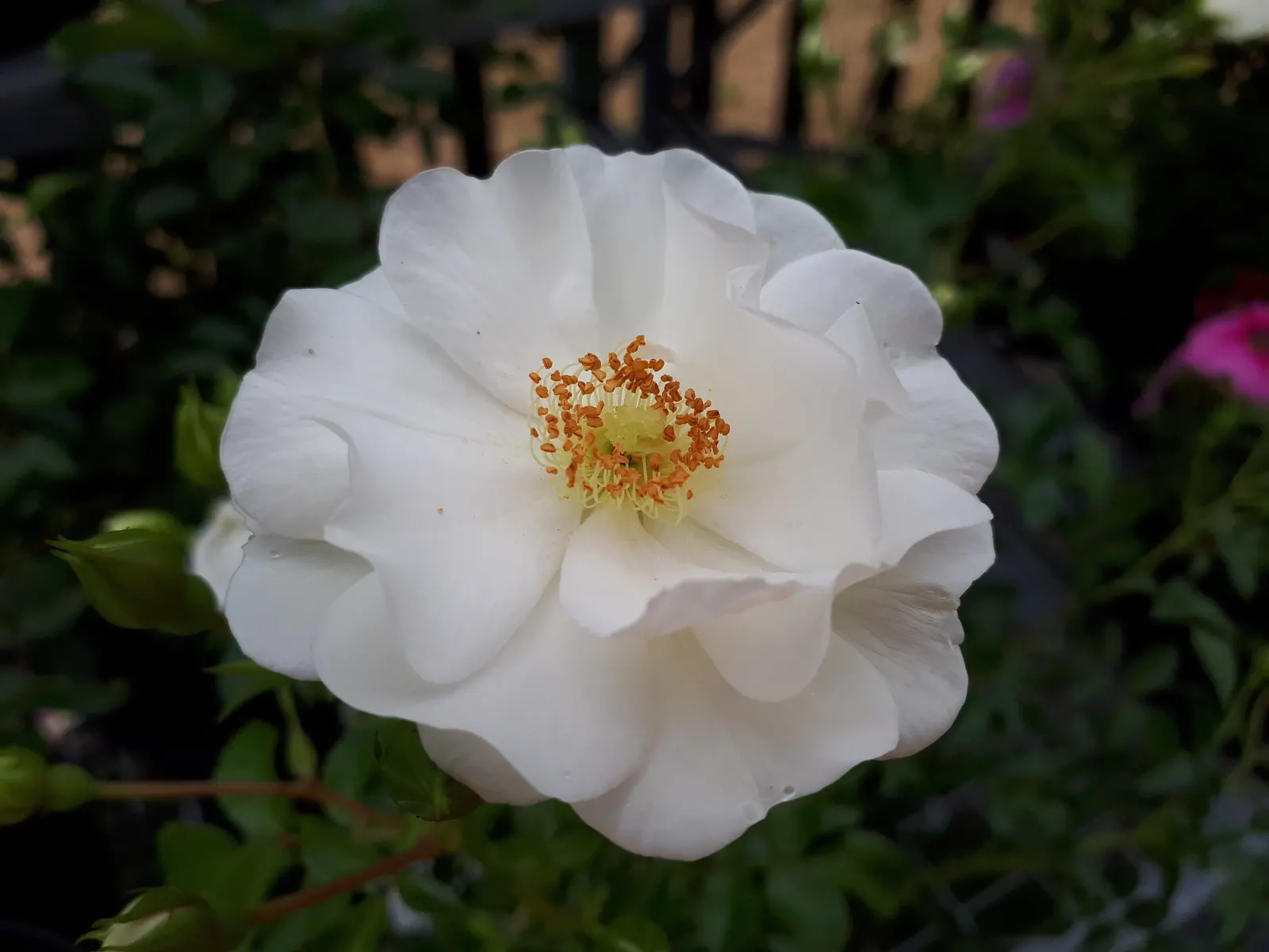 White Tree Roses (Rosa Tree Variety White) — the White Tree Rose requires a location with full sun exposure; the White Tree Rose forms a rounded, image 65