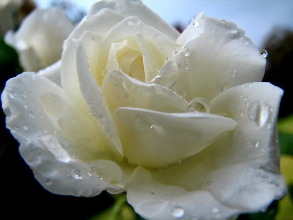 White Tree Roses (Rosa Tree Variety White) — making it both a hardy and exquisite choice for a structured landscape focal point